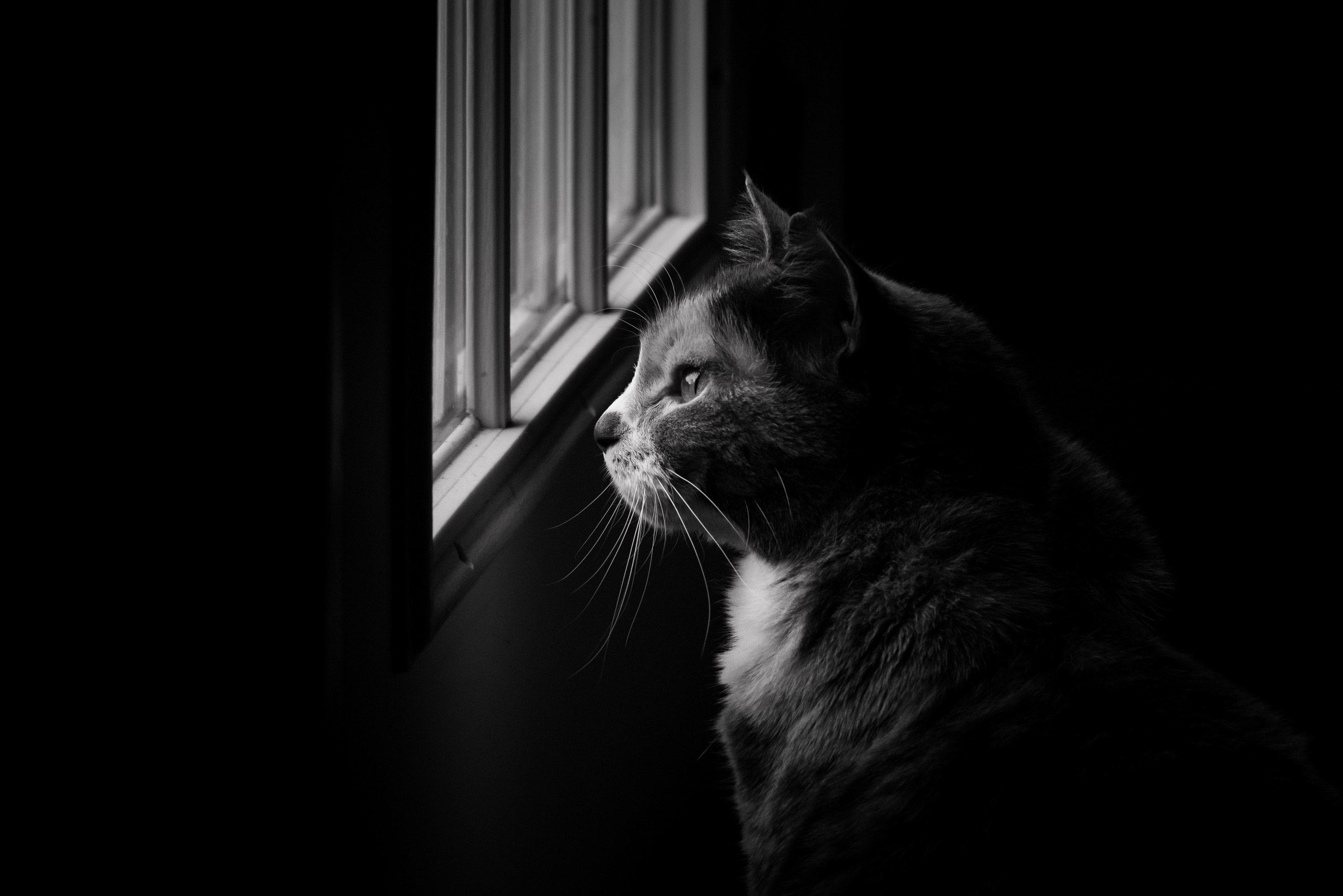 Download mobile wallpaper Cats, Cat, Monochrome, Animal for free.