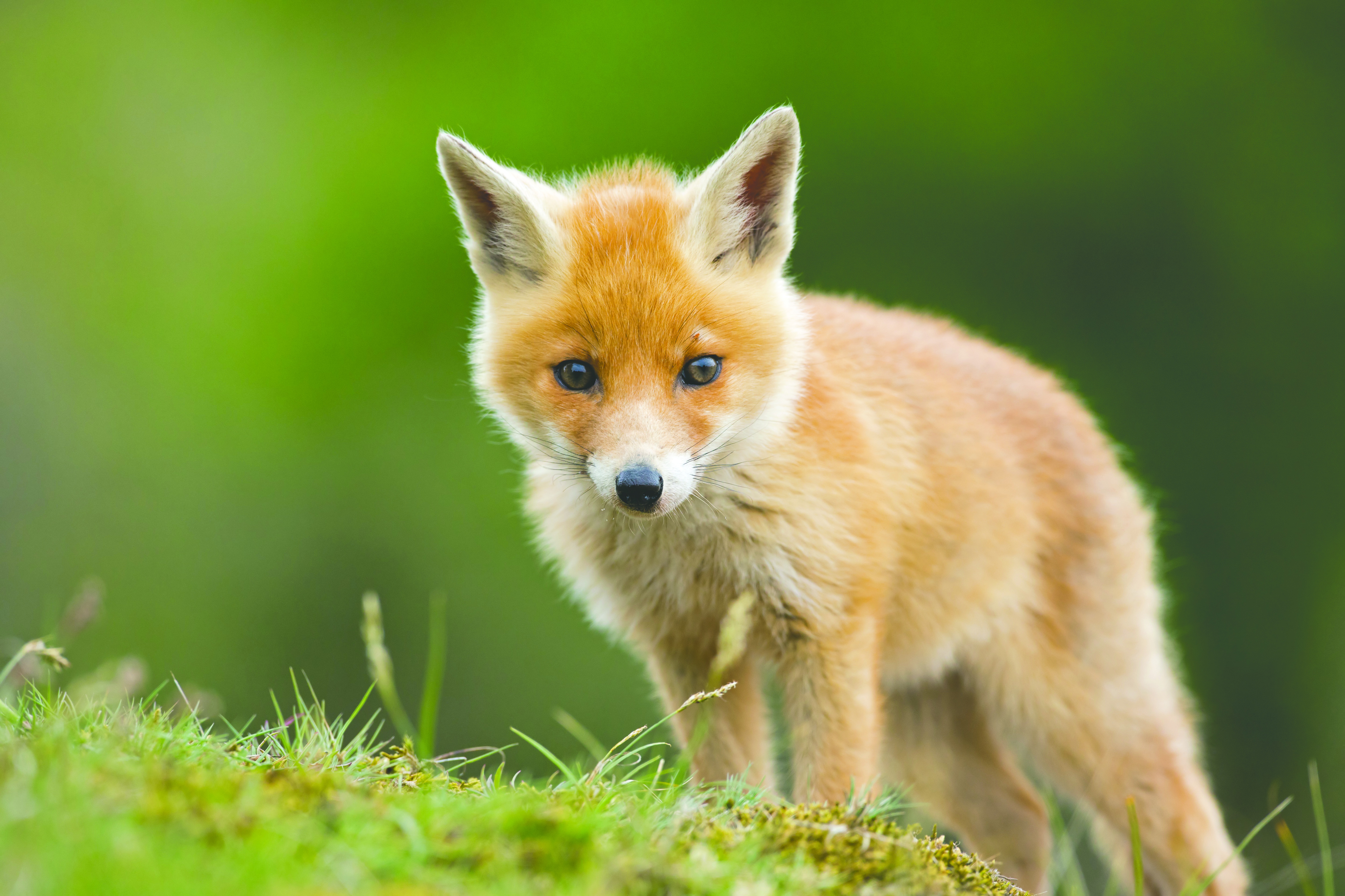 Handy-Wallpaper Tiere, Fuchs kostenlos herunterladen.