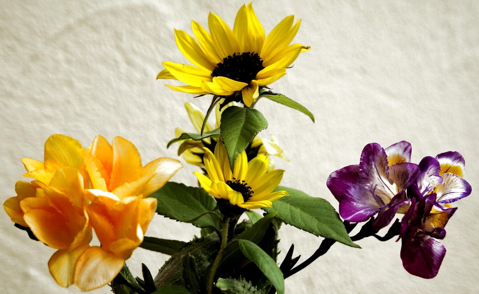 Téléchargez gratuitement l'image Fleurs, Iris, Bouquet, Tournesols sur le bureau de votre PC