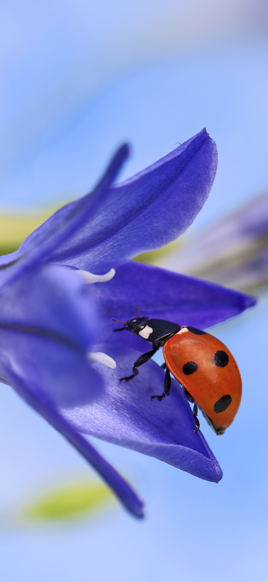 Download mobile wallpaper Macro, Insect, Animal, Ladybug, Blue Flower for free.