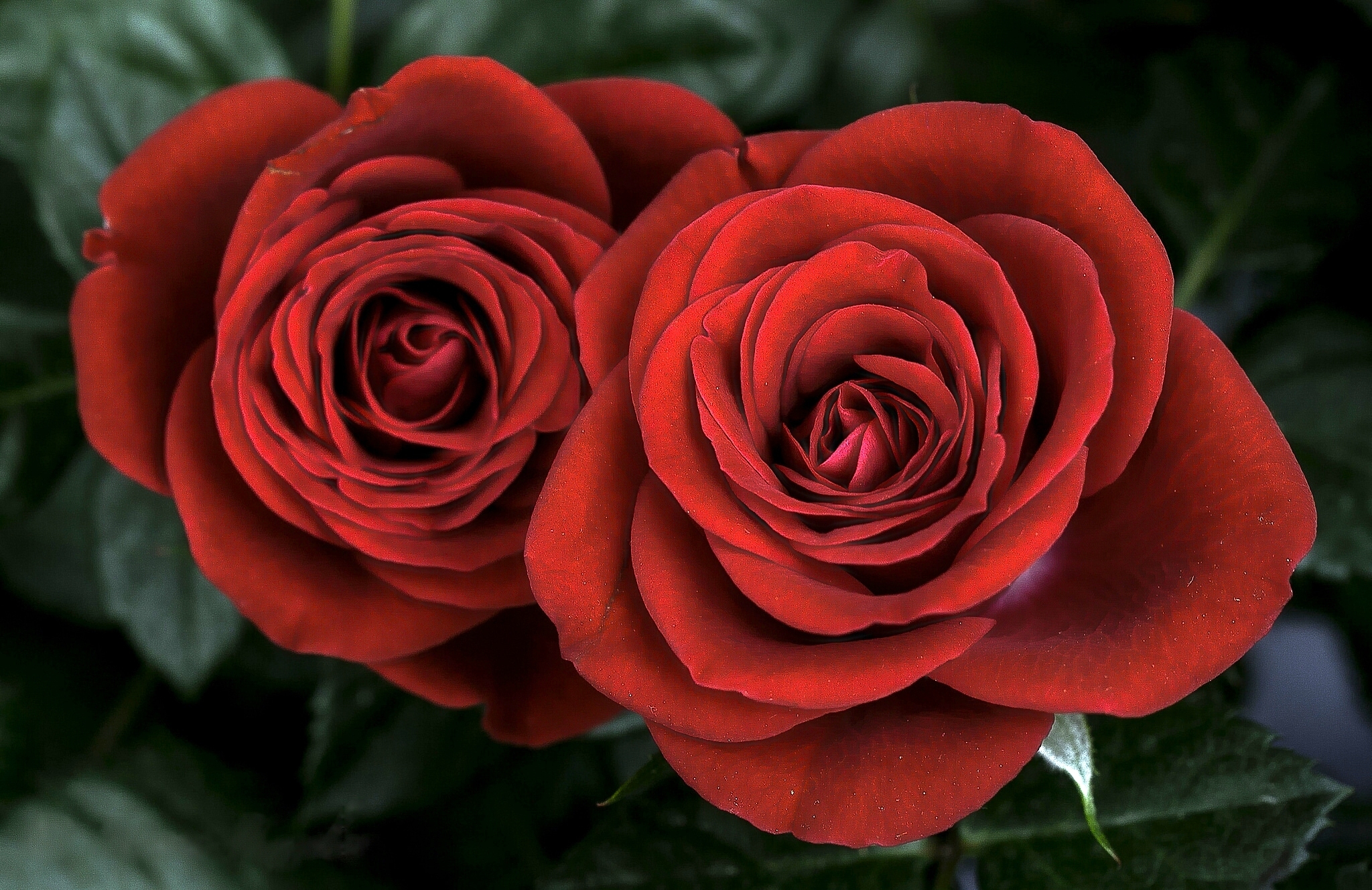 Завантажити шпалери безкоштовно Природа, Квітка, Роза, Земля, Червона Троянда, Червона Квітка, Впритул, Флауерзи картинка на робочий стіл ПК