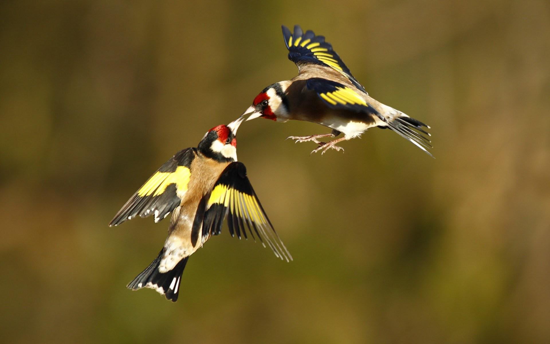 european goldfinch, animal, goldfinch, bird, finch, flying, birds