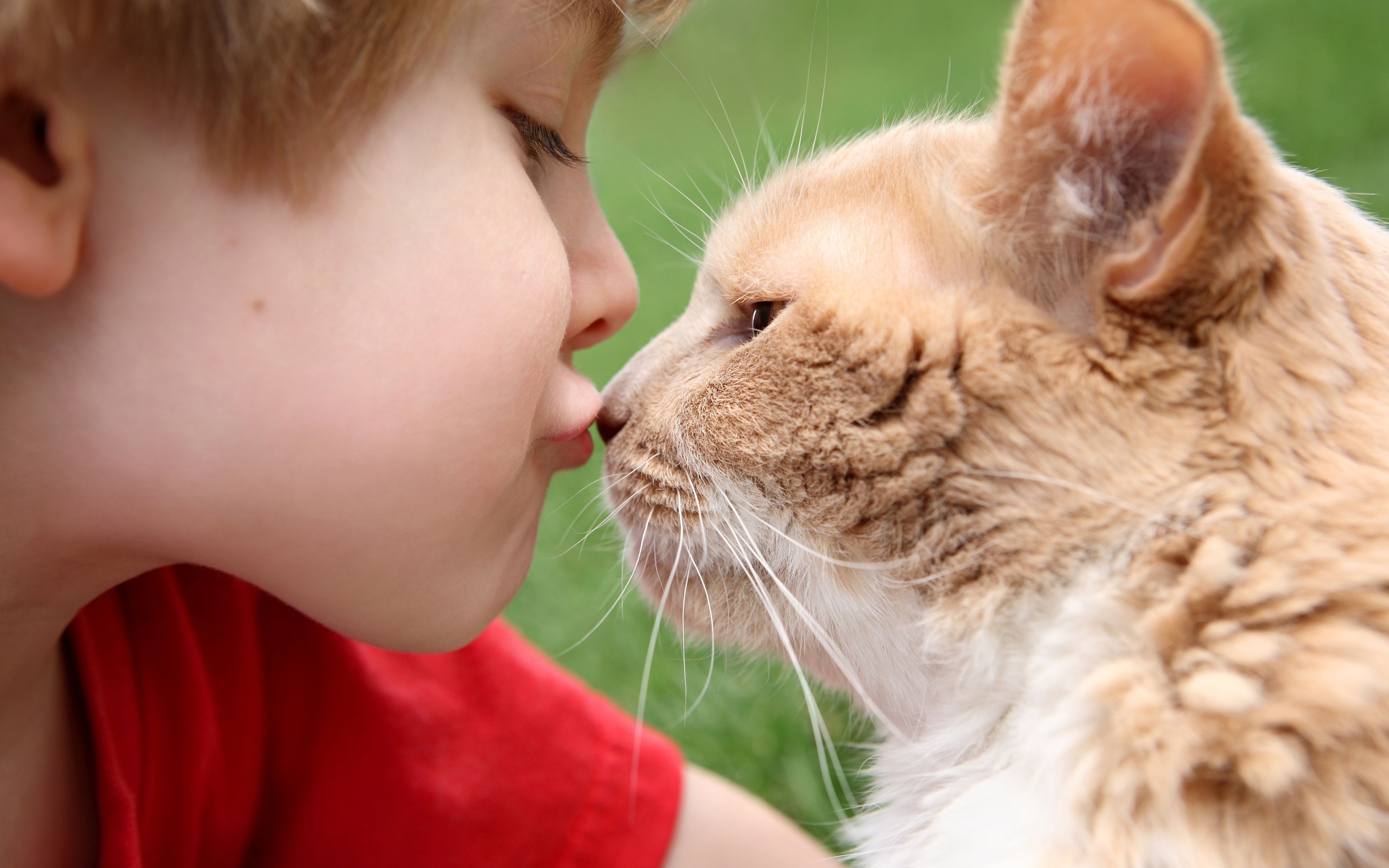 Free download wallpaper Love, Cat, Child, Cute, Photography on your PC desktop