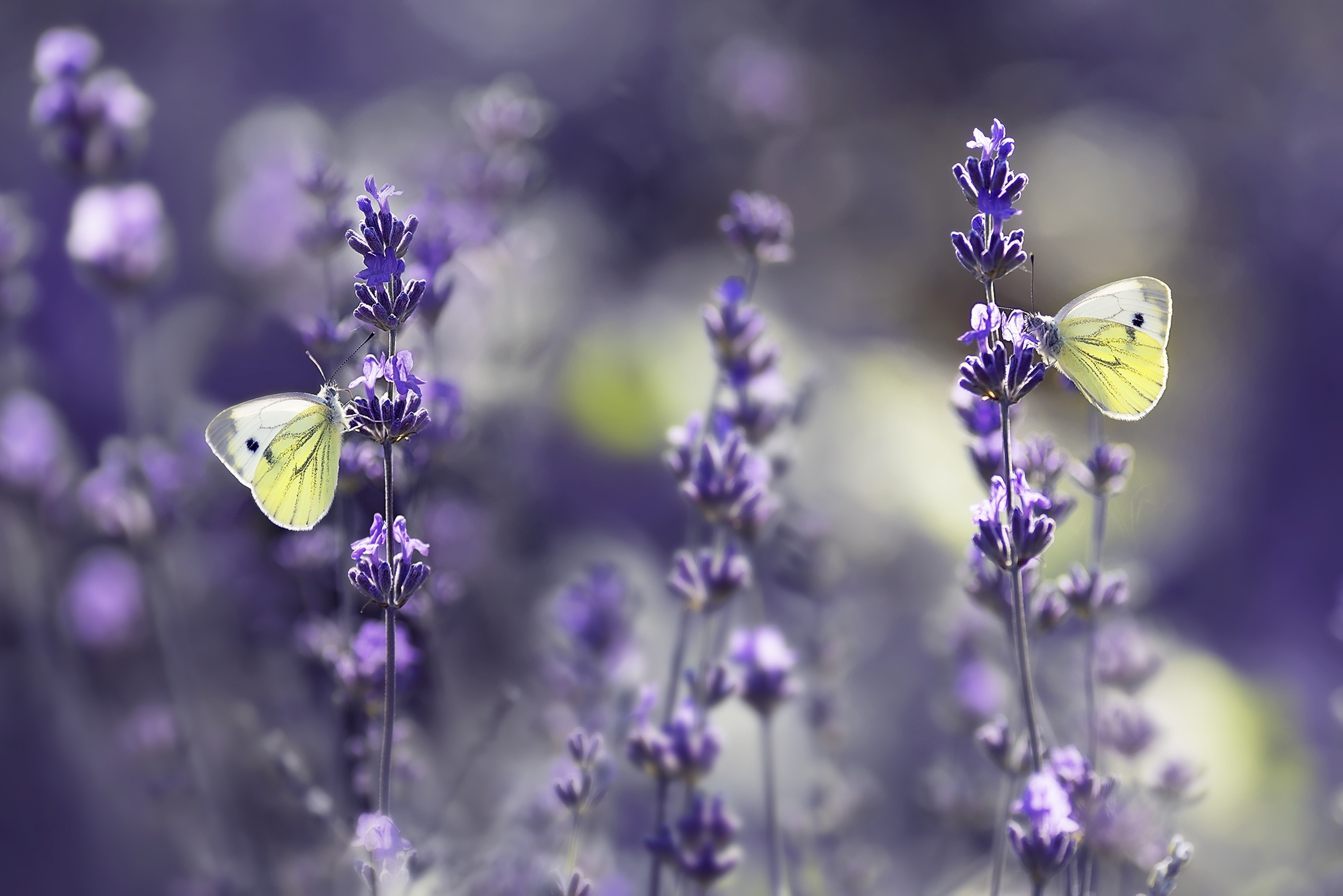 Descarga gratuita de fondo de pantalla para móvil de Animales, Flor, Insecto, Mariposa, Macrofotografía.