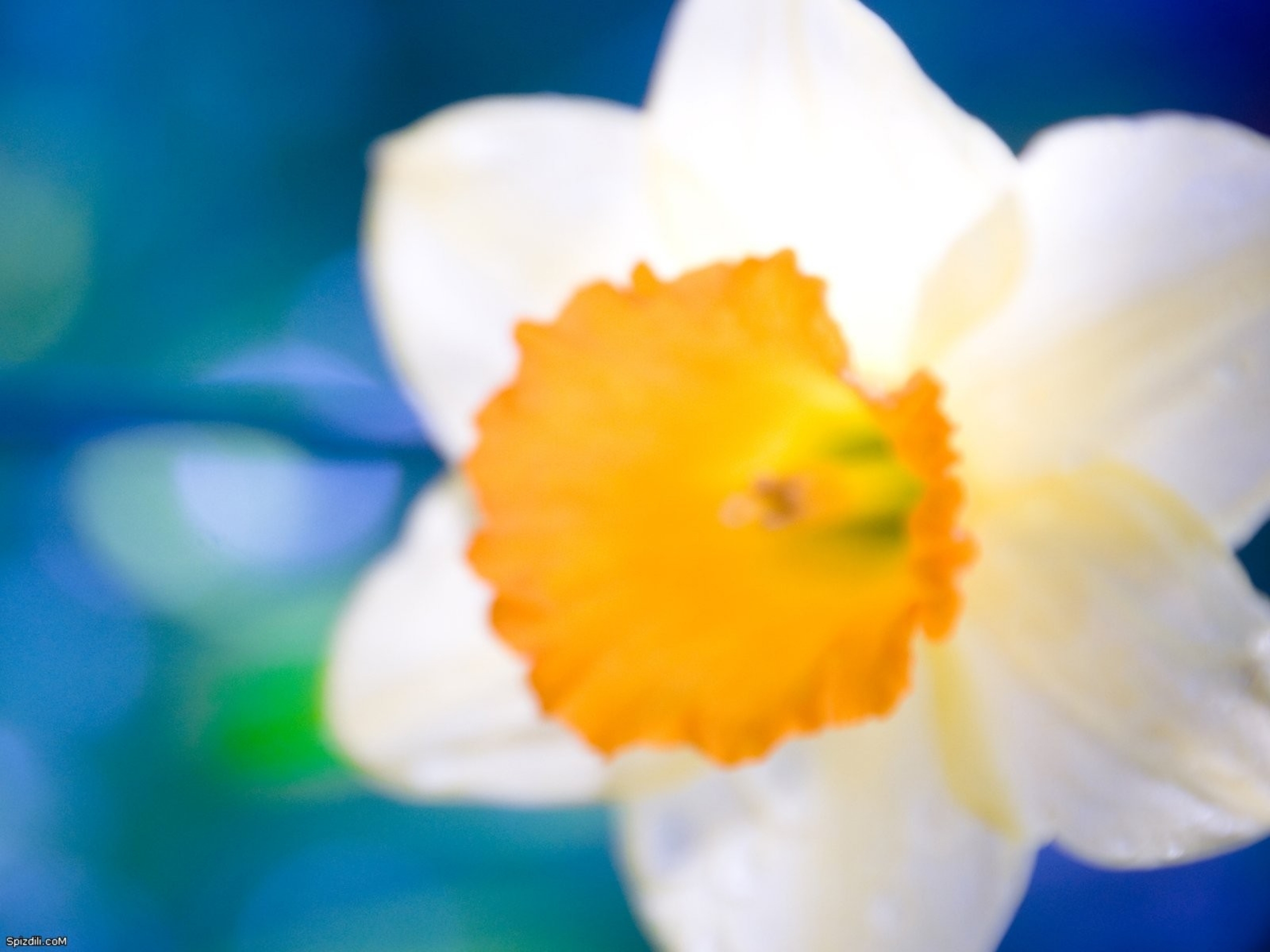 Download mobile wallpaper Daffodil, Blur, Flowers, Flower, Earth for free.