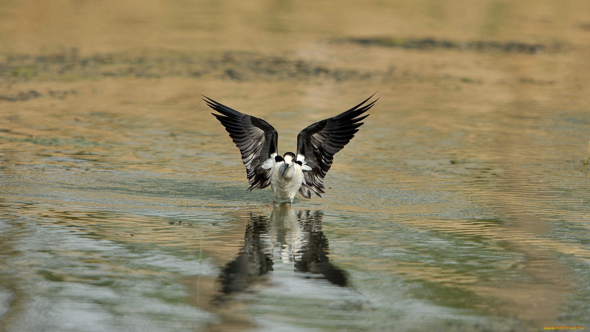 Baixar papel de parede para celular de Pássaro, Aves, Animais gratuito.