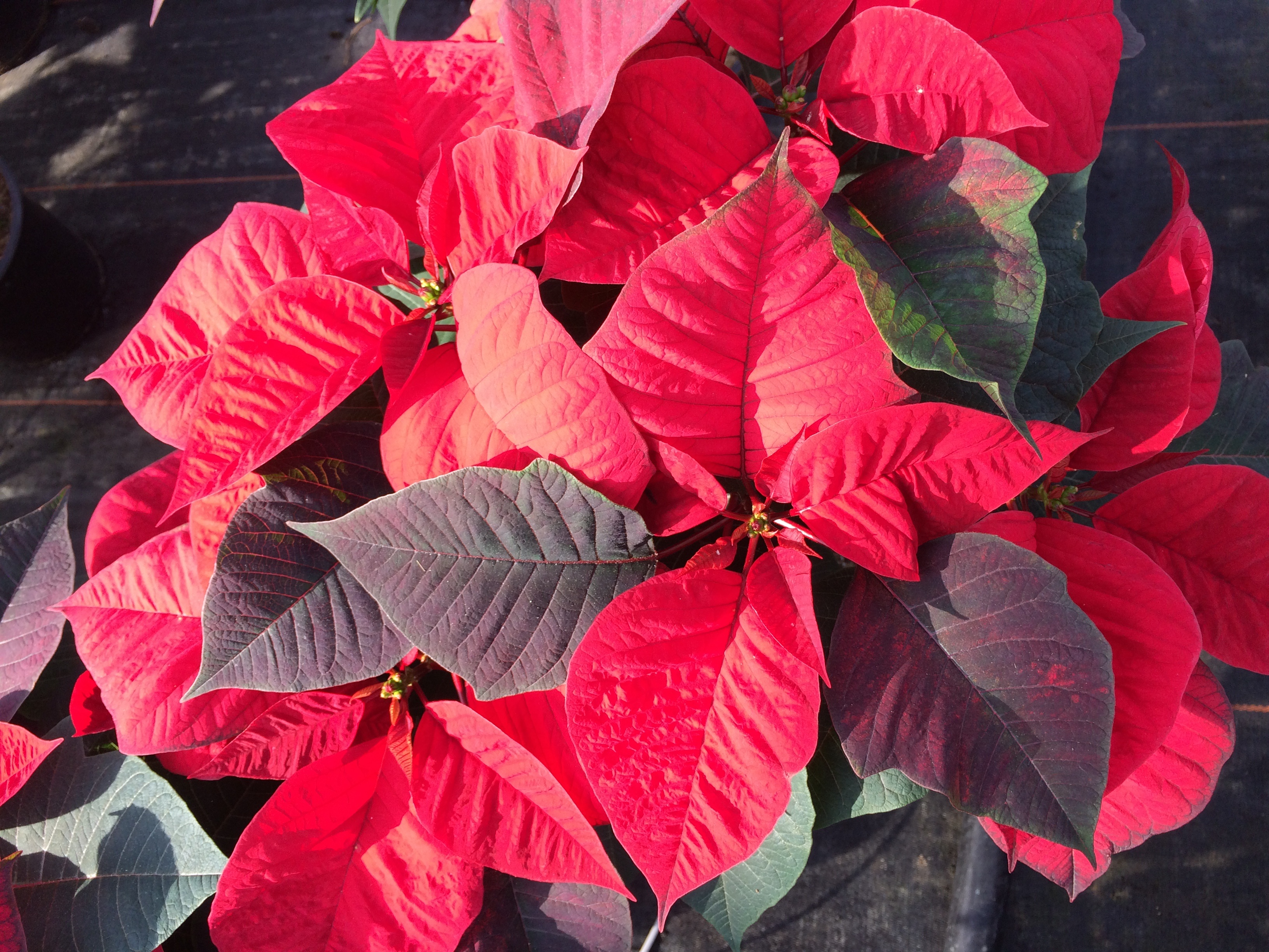 Download mobile wallpaper Poinsettia, Foliage, Nature, Plant for free.