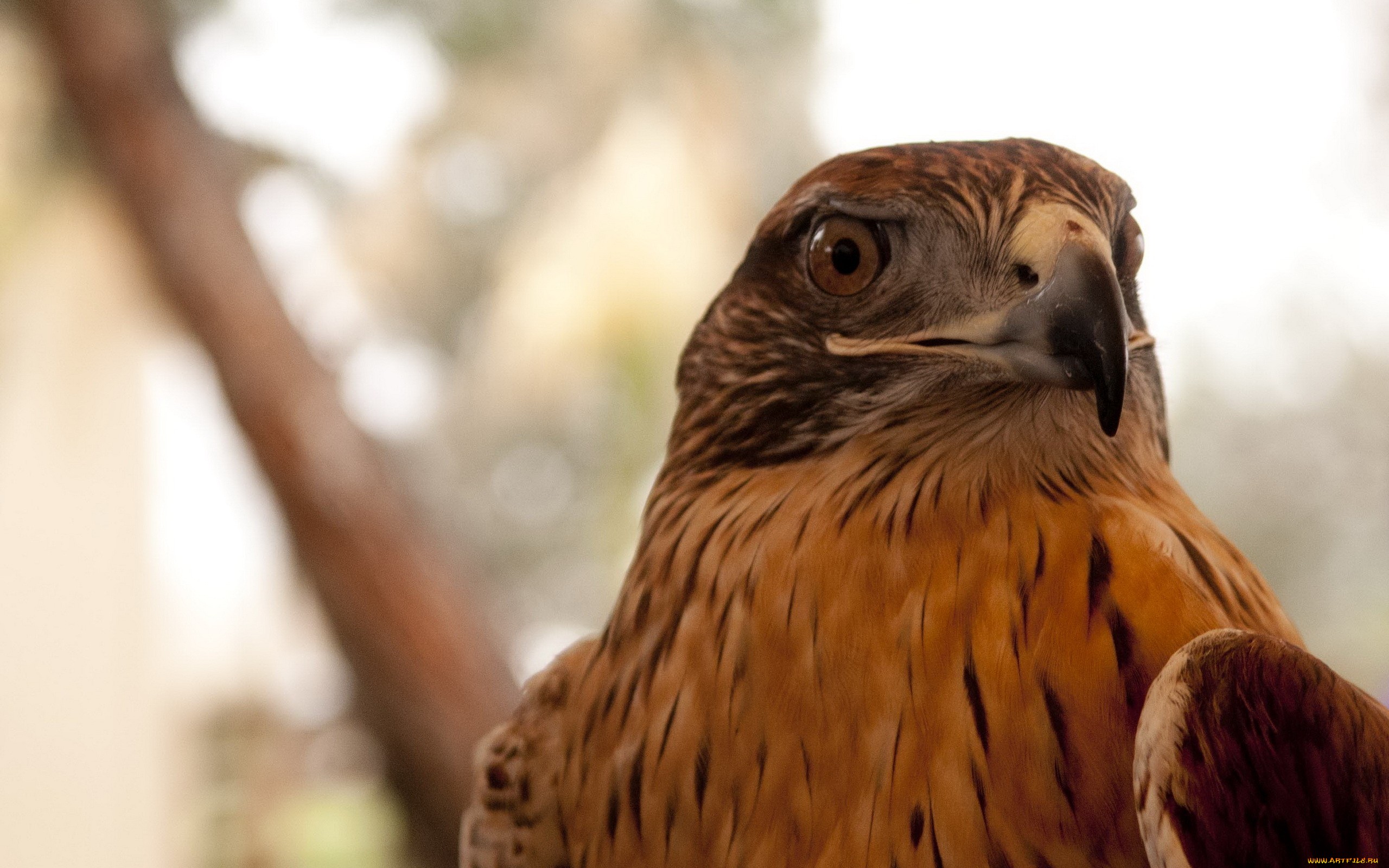 Baixar papel de parede para celular de Animais, Aves, Águia gratuito.