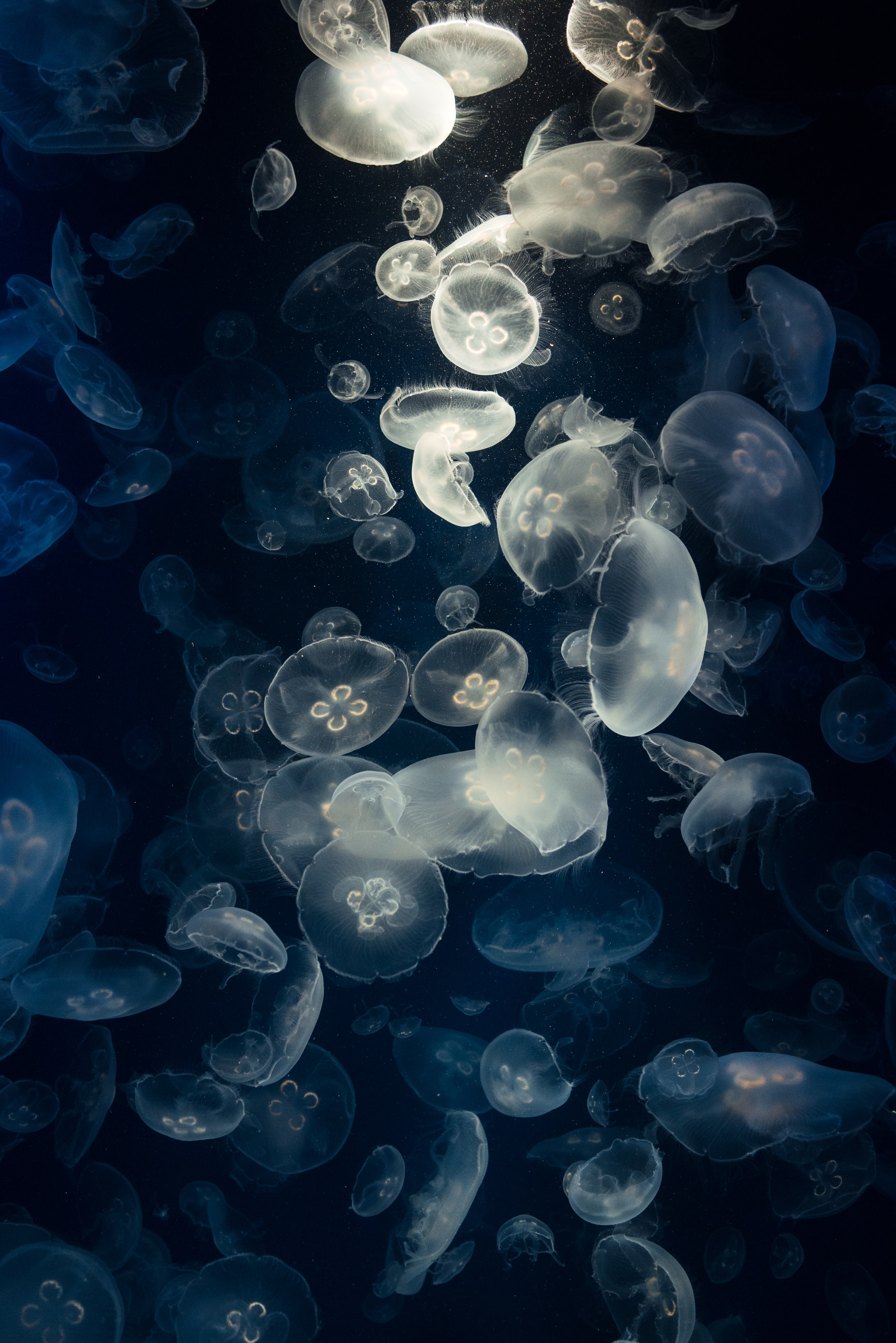 111147 скачать обои под водой, медузы, животные, свечение, существа - заставки и картинки бесплатно