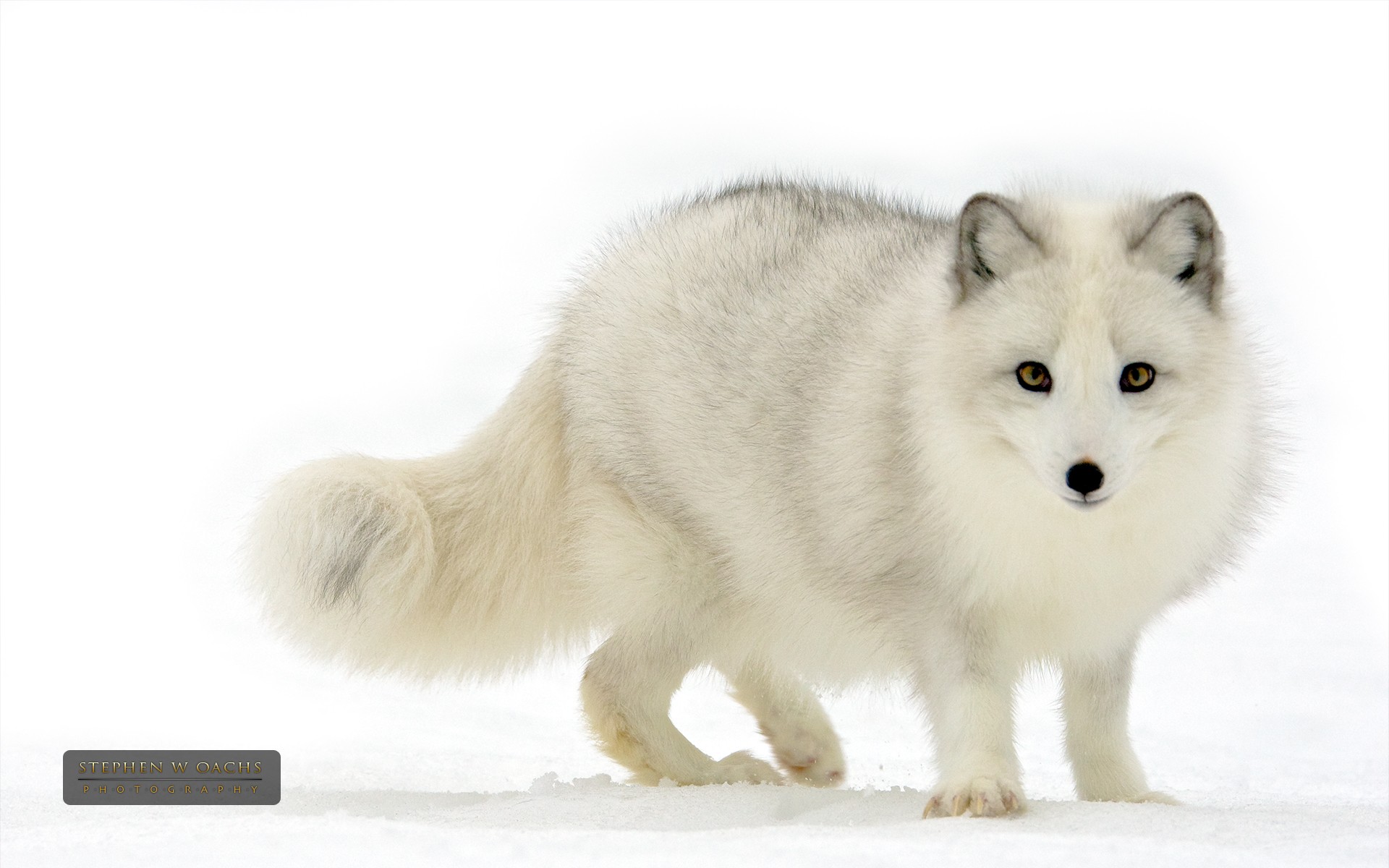 animal, arctic fox, fox, white, dogs
