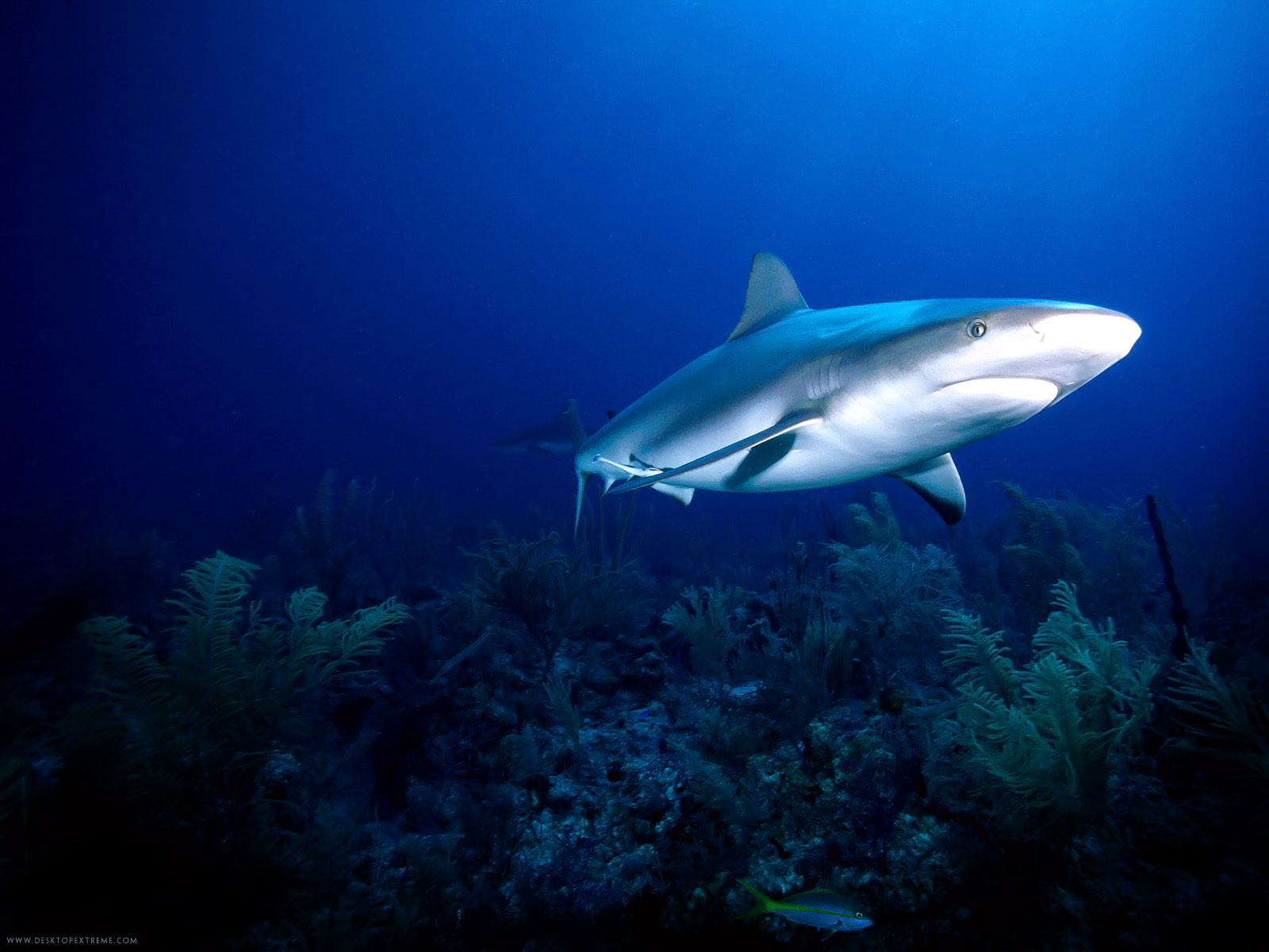 520769 descargar imagen animales, tiburón, tiburones: fondos de pantalla y protectores de pantalla gratis