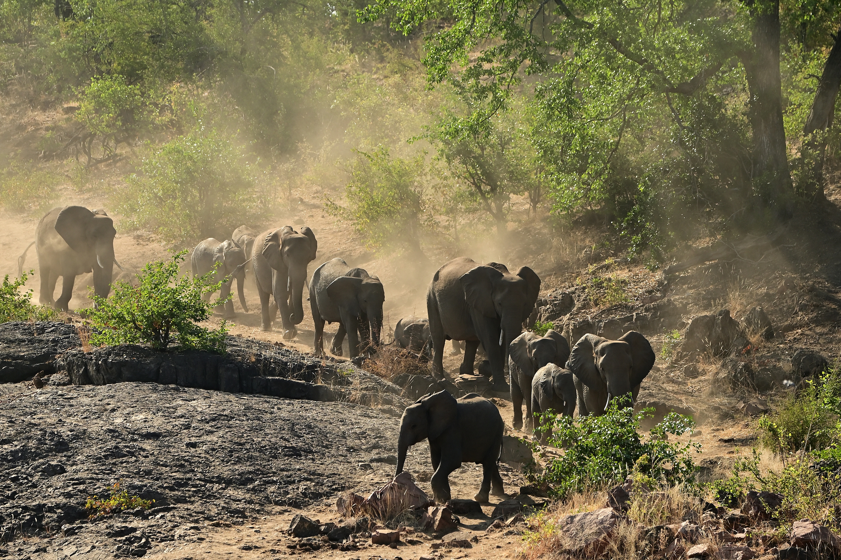 Скачать картинку Животные, Слоны, Африканский Слон, Детеныш Животного в телефон бесплатно.