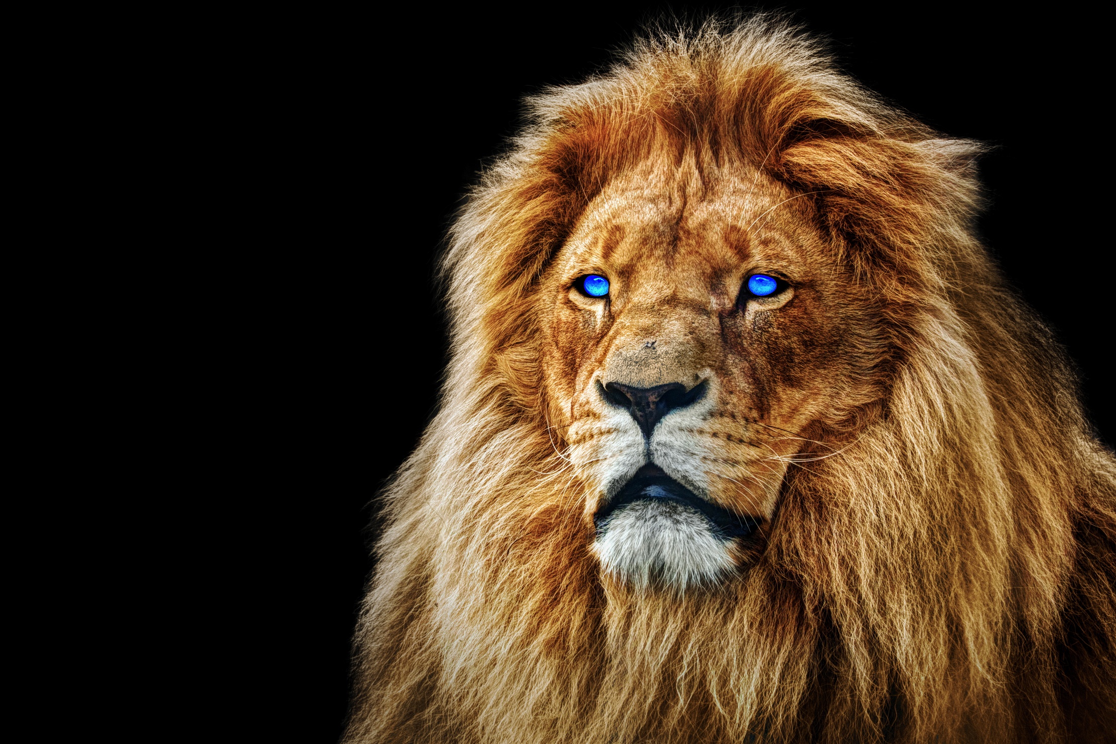 Free download wallpaper Cats, Lion, Animal on your PC desktop