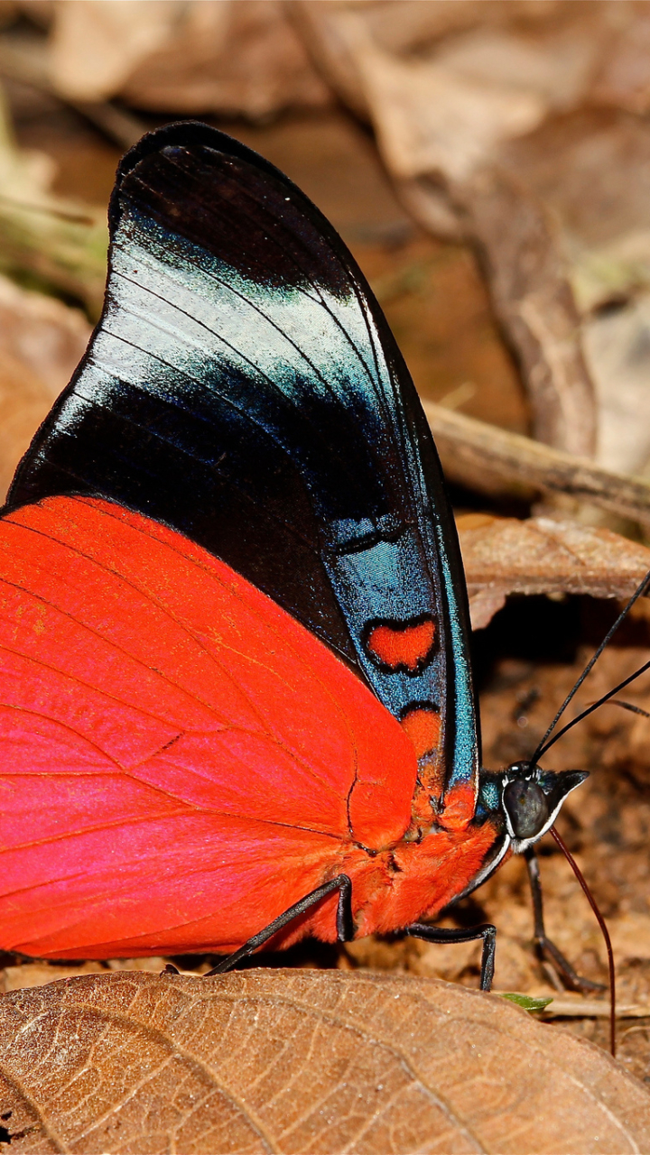 Download mobile wallpaper Butterfly, Animal for free.