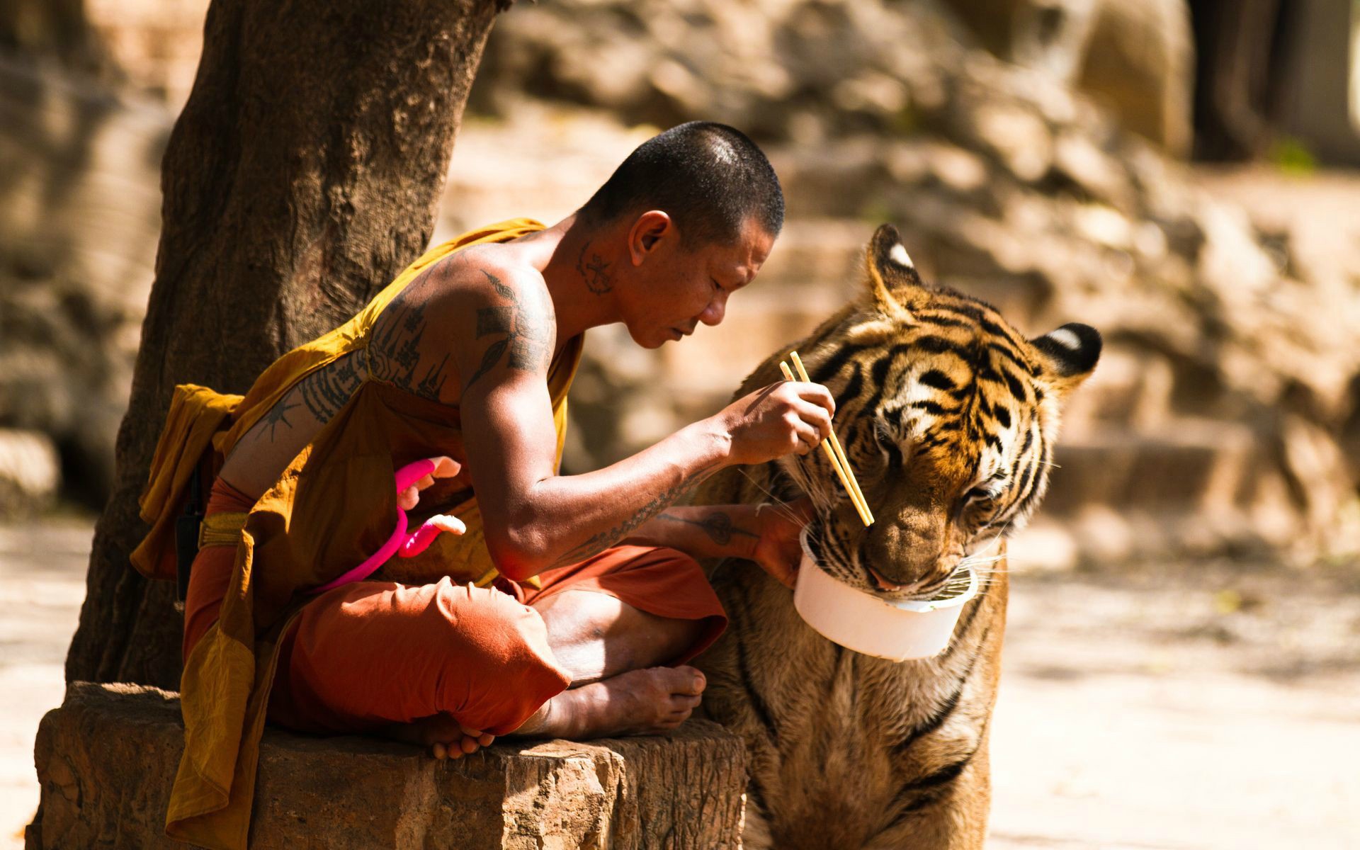 Laden Sie das Katzen, Tiere, Tiger-Bild kostenlos auf Ihren PC-Desktop herunter