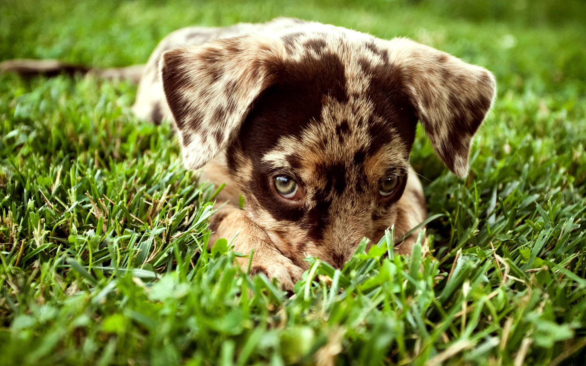 Baixe gratuitamente a imagem Animais, Cão na área de trabalho do seu PC