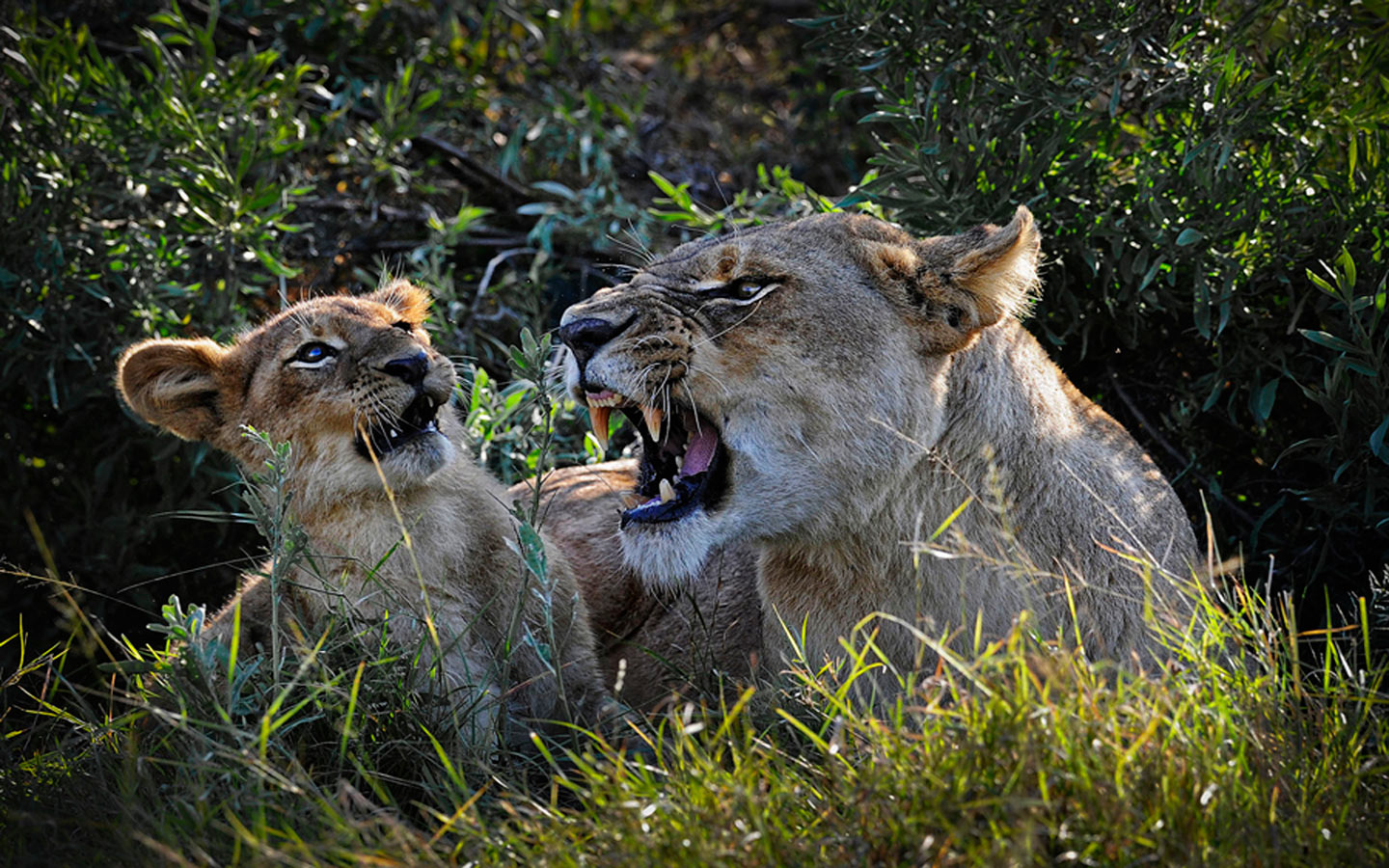 Descarga gratuita de fondo de pantalla para móvil de Animales, Gatos, León.