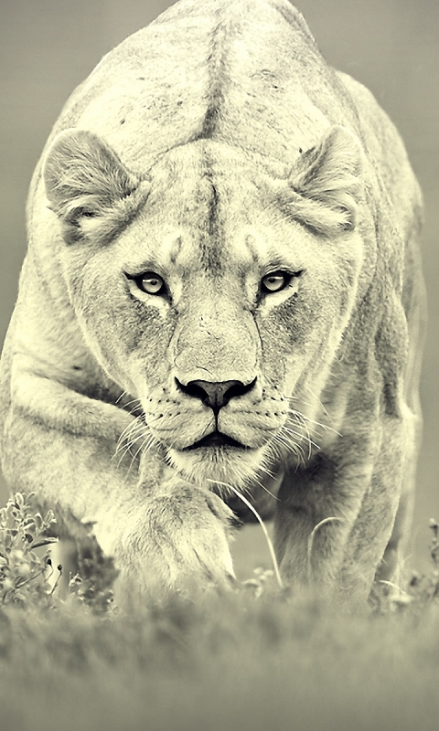 Download mobile wallpaper Cats, Lion, Animal for free.