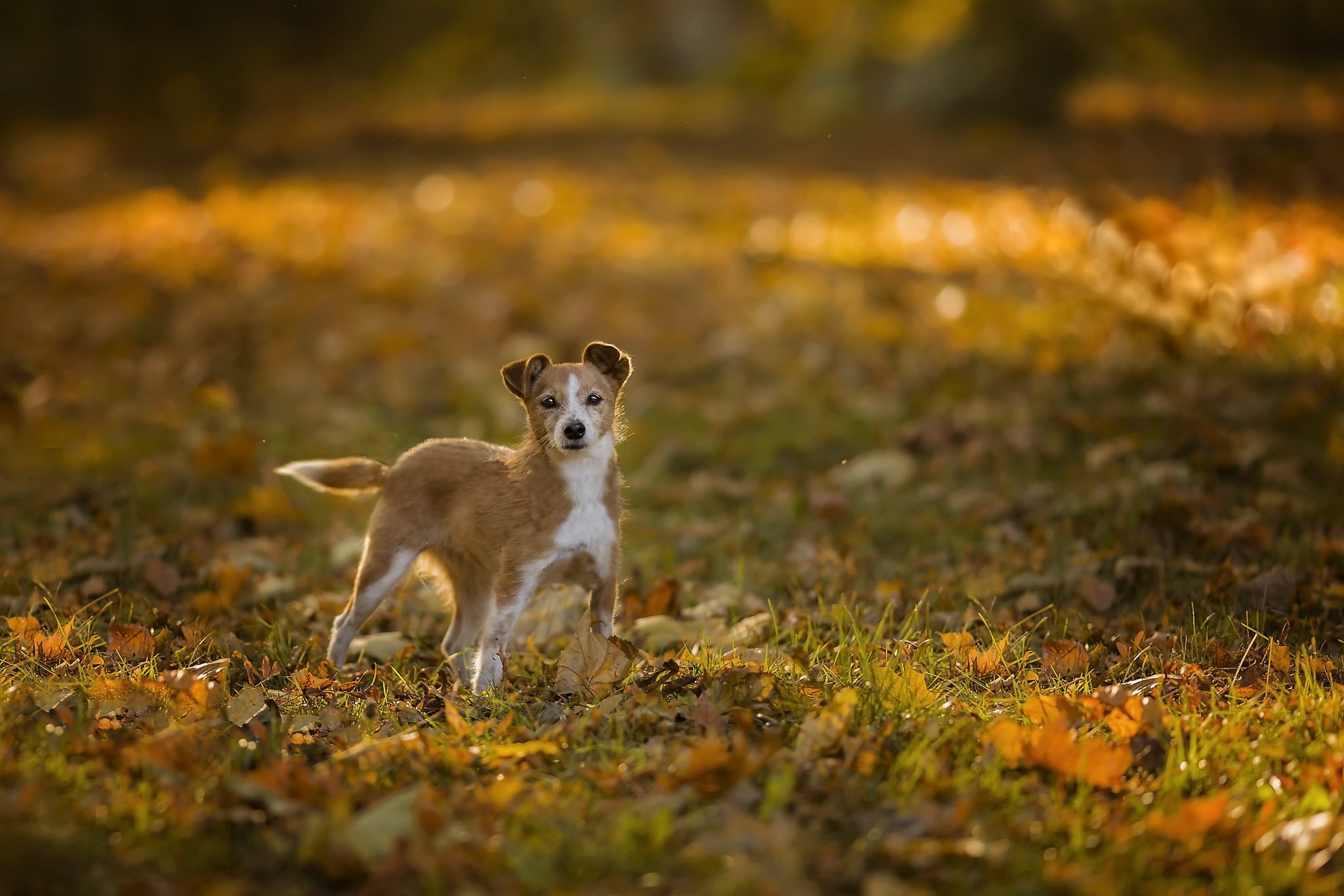 PCデスクトップに動物, 秋, 犬画像を無料でダウンロード