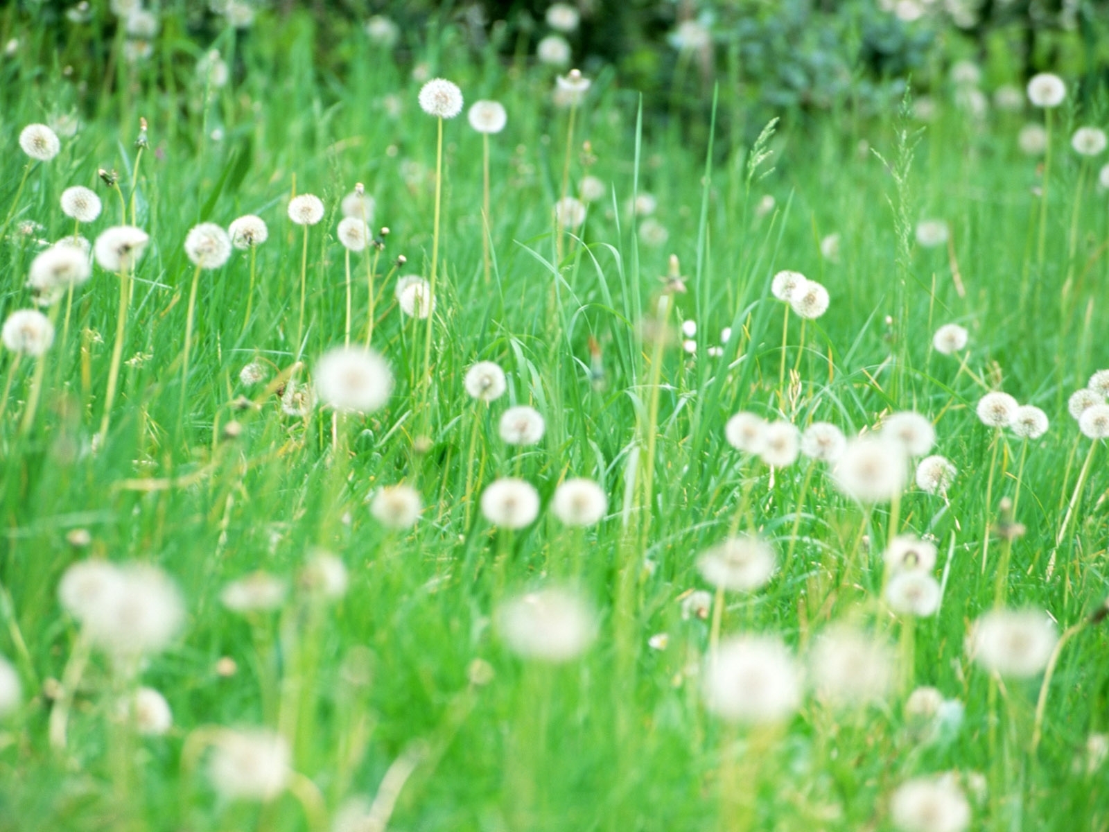 grass, plants, dandelions, green Full HD