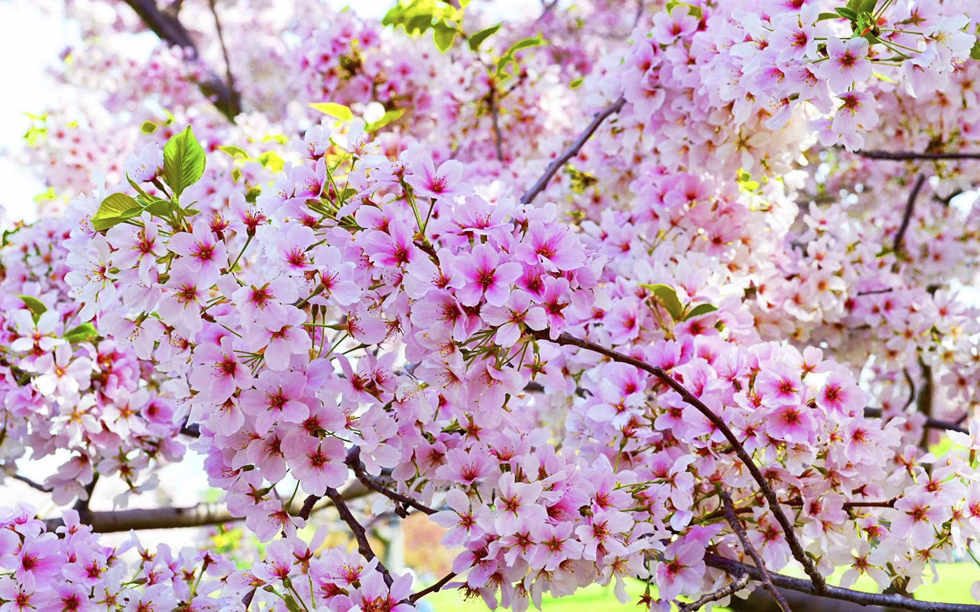 PCデスクトップに自然, フラワーズ, 花, 地球, 桜の花, ピンクの花画像を無料でダウンロード
