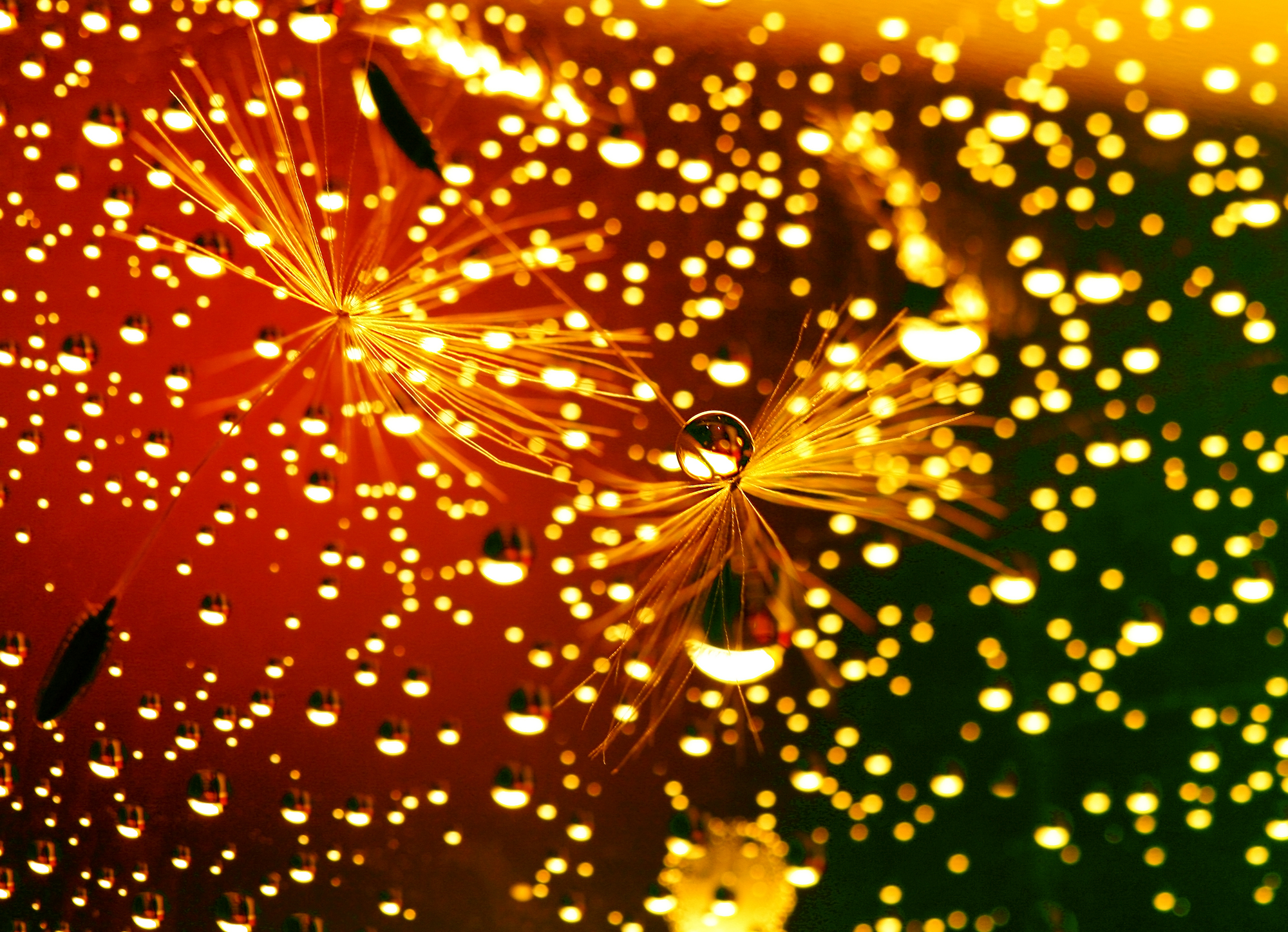 Téléchargez gratuitement l'image Pluie, Photographie, La Nature, Goutte D'eau sur le bureau de votre PC