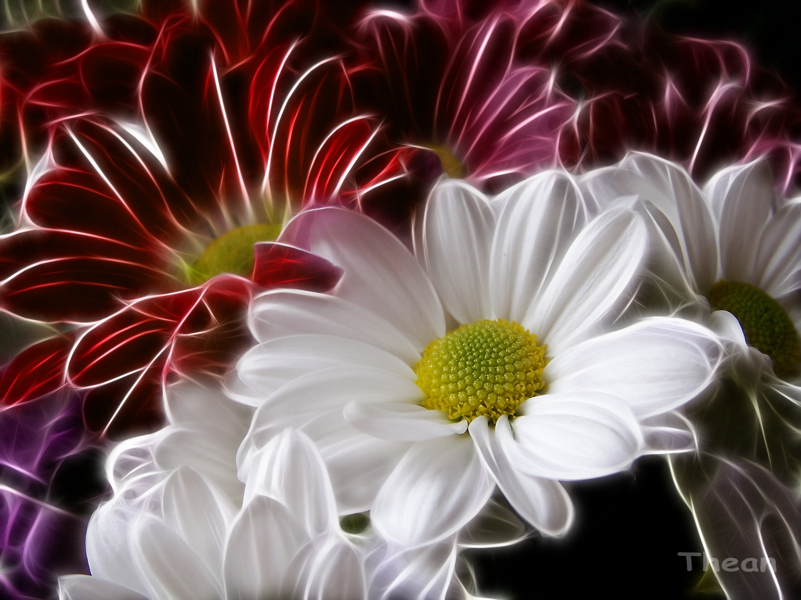 Laden Sie das Blumen, Blume, Gänseblümchen, Weiße Blume, Künstlerisch, Rote Blume, Cgi-Bild kostenlos auf Ihren PC-Desktop herunter