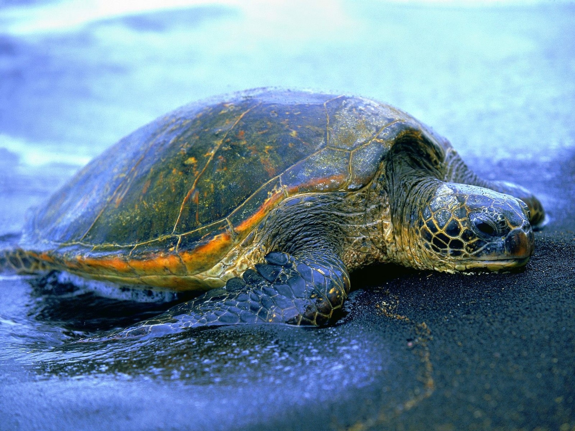 Free download wallpaper Animals, Water, Shore, Bank, Carapace, Shell, Turtle on your PC desktop