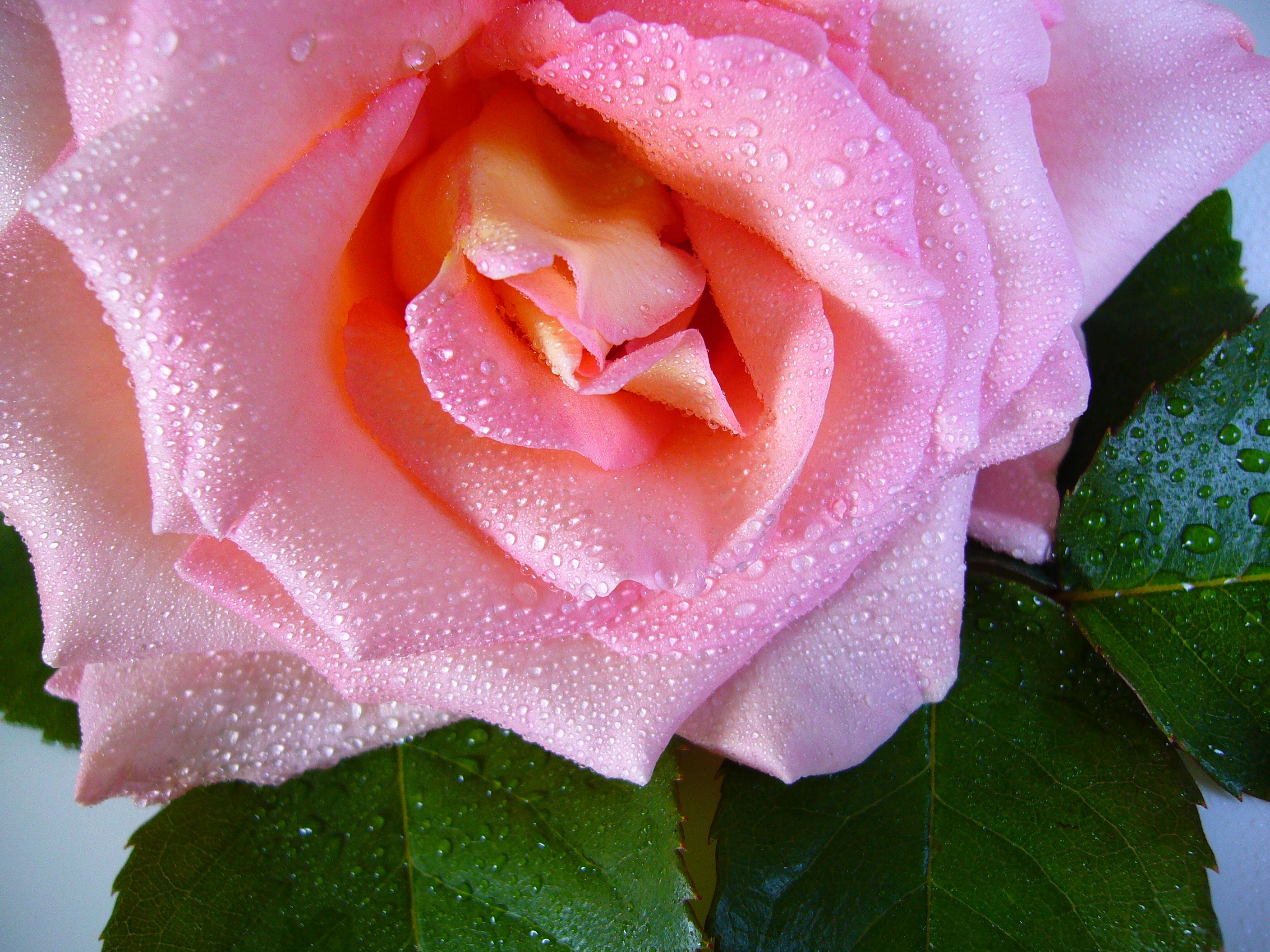 Download mobile wallpaper Nature, Flowers, Flower, Rose, Earth, Pink Flower, Dew Drop for free.