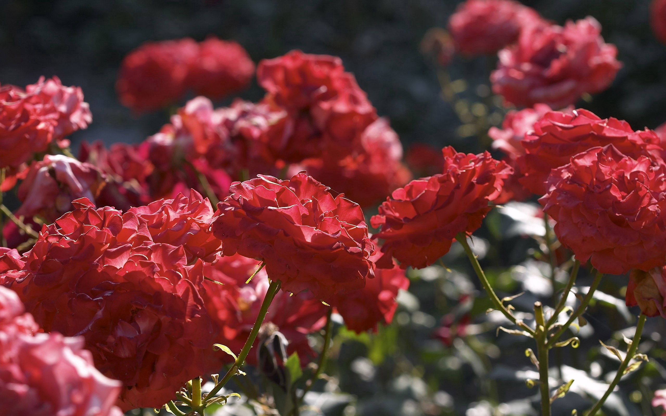 118977 скачать картинку розы, цветы, красные, куст, распущенные, сад - обои и заставки бесплатно