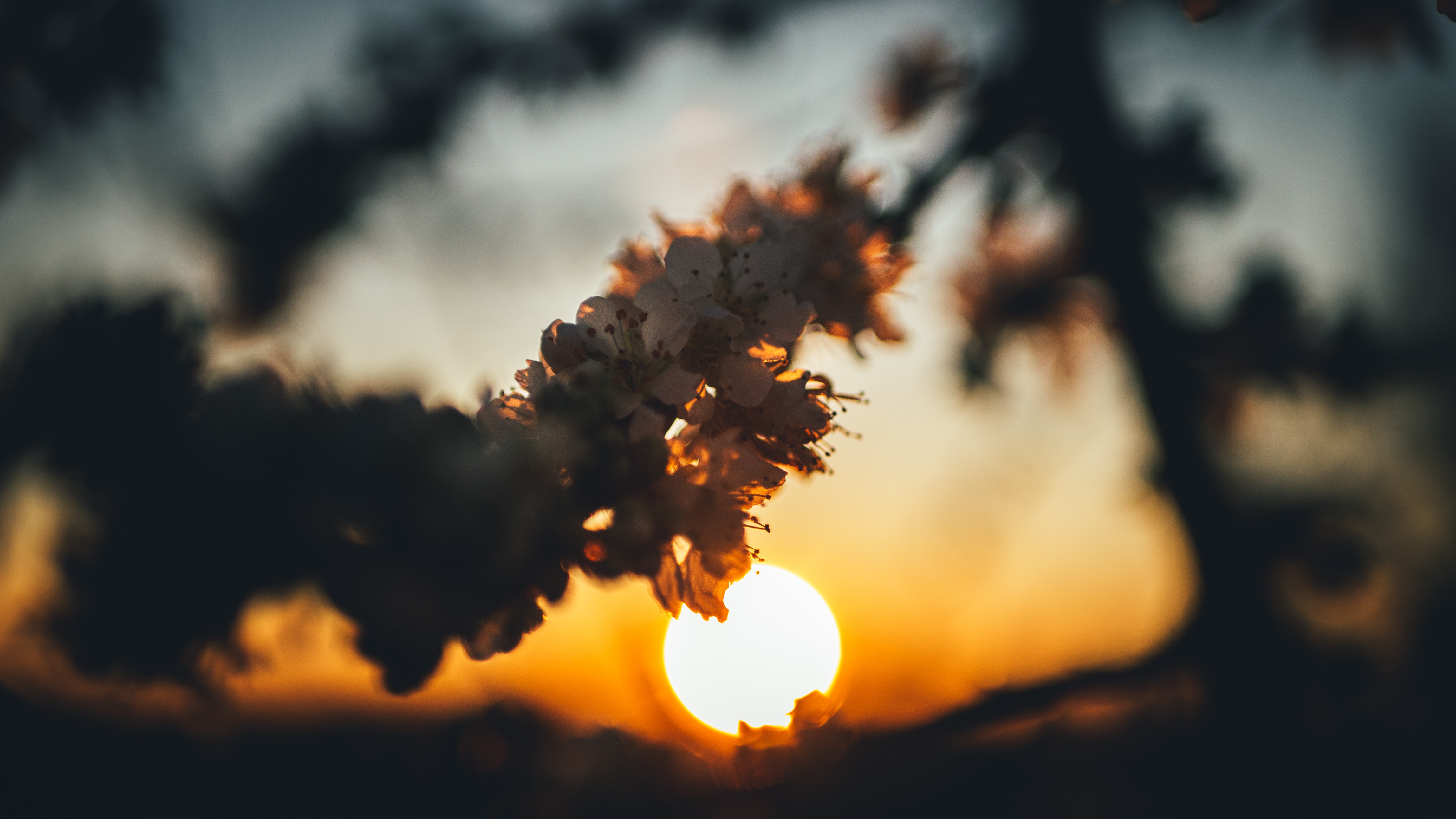 Download mobile wallpaper Branch, Flowers, Sun, Sunset, Cherry for free.