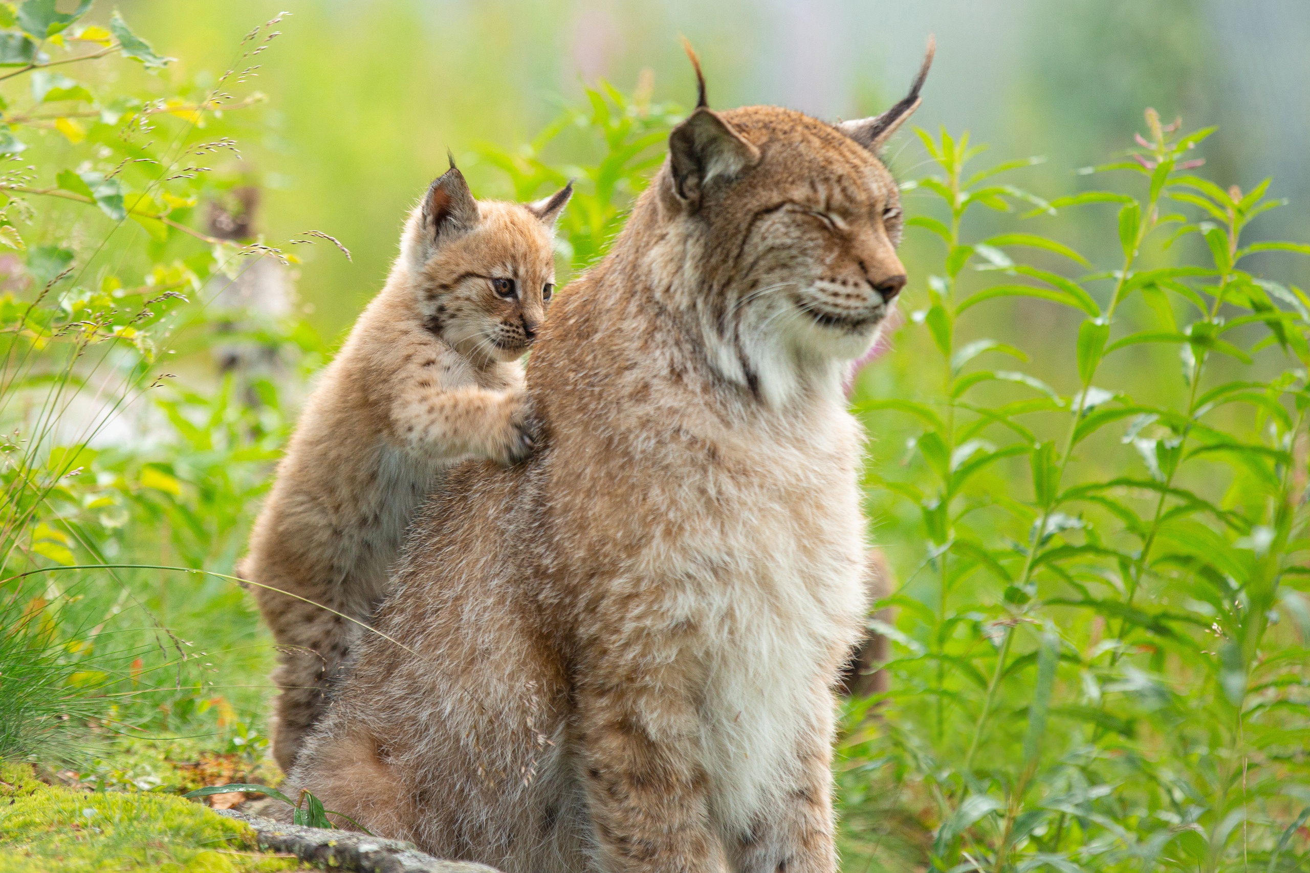 Téléchargez gratuitement l'image Animaux, Chats, Lynx, Lionceau, Bébé Animal sur le bureau de votre PC