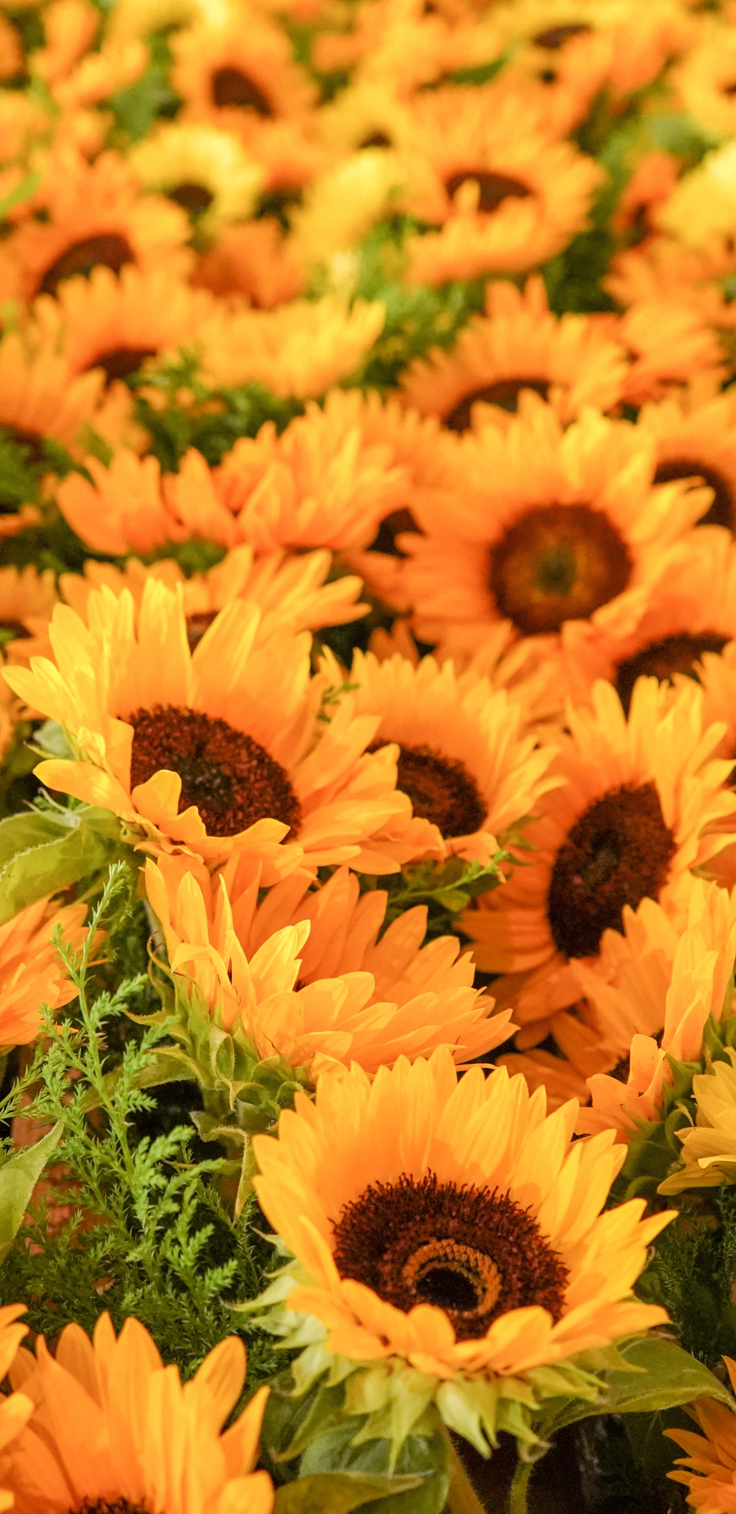 Download mobile wallpaper Nature, Flowers, Flower, Earth, Sunflower, Yellow Flower for free.