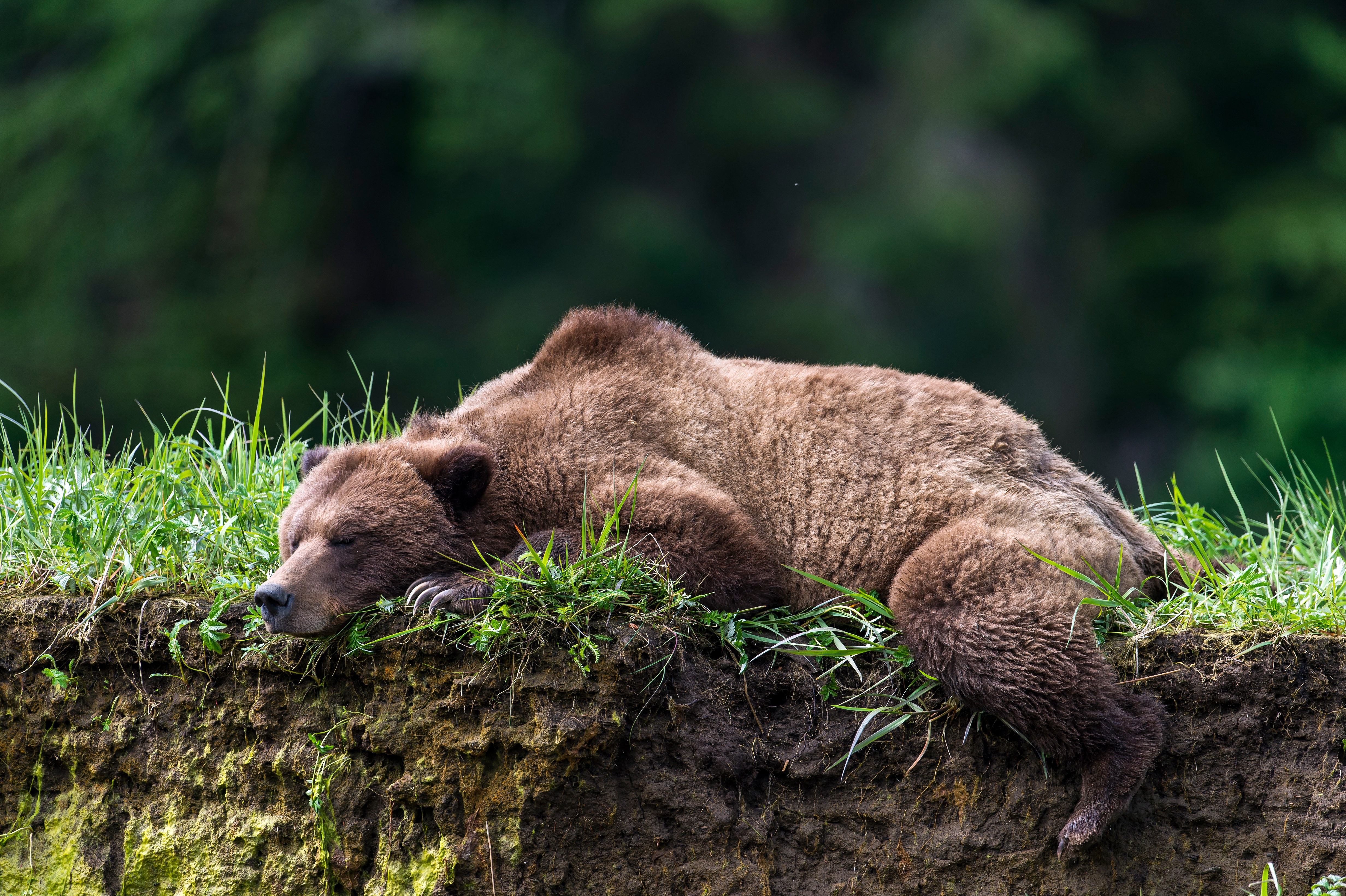 Скачать обои бесплатно Животные, Медведи, Медведь, Спать картинка на рабочий стол ПК