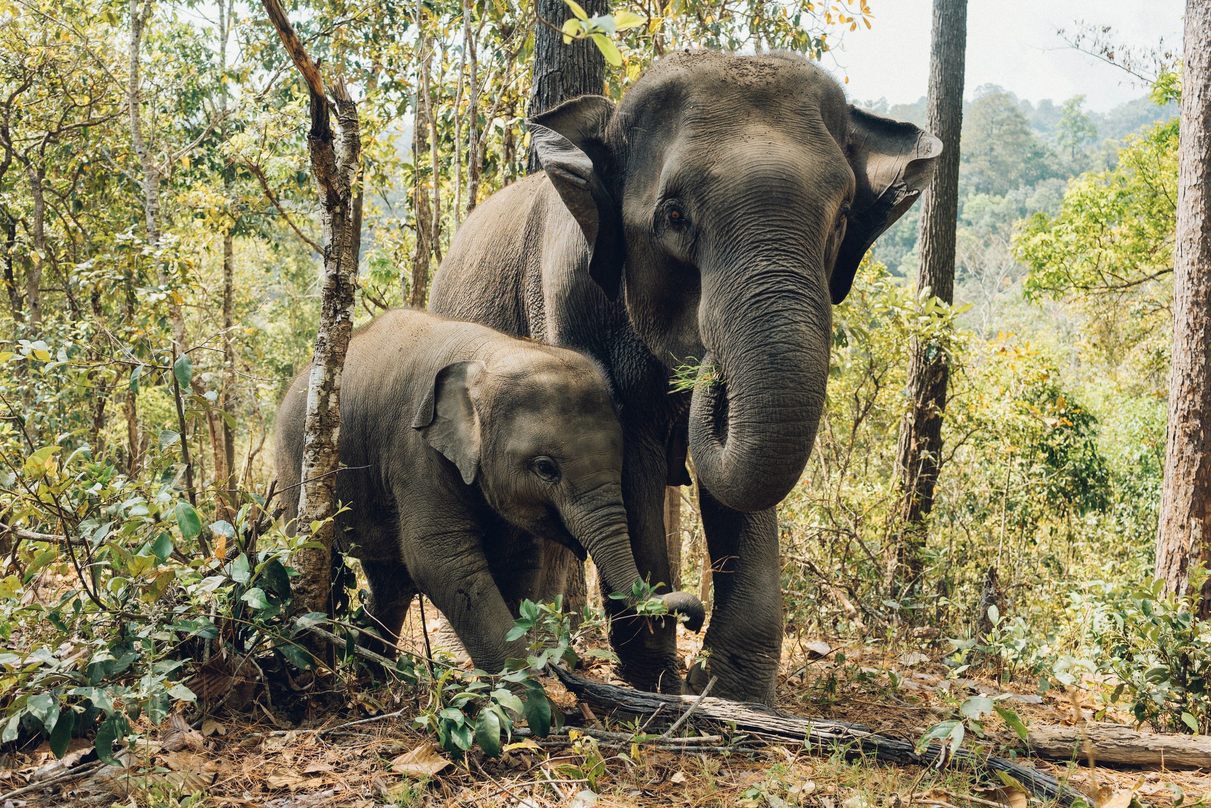 Téléchargez des papiers peints mobile Animaux, Éléphants, Bébé Animal, Éléphant D'asie gratuitement.