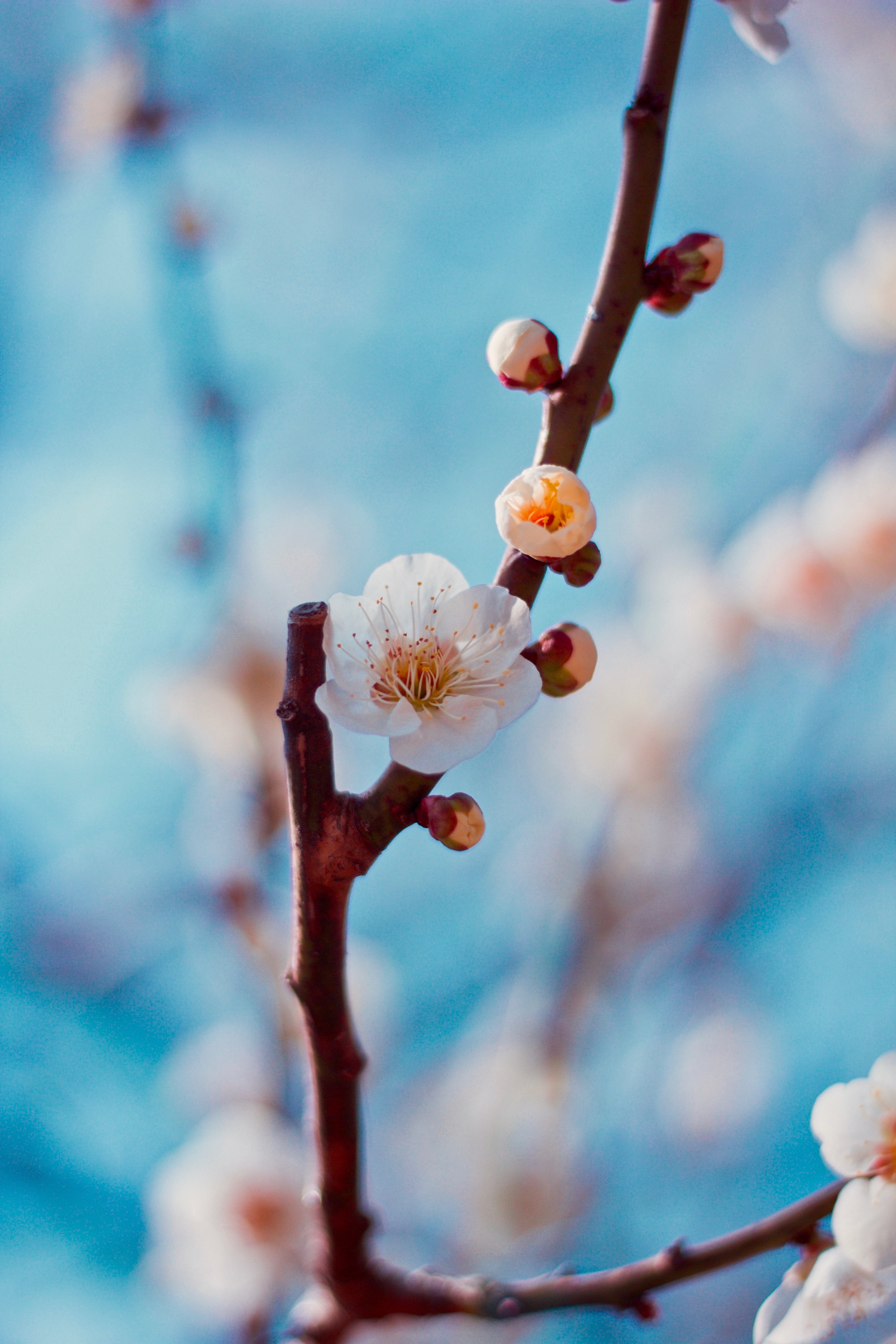 Laden Sie das Kirsche, Makro, Zweig, Blume, Knospen, Ast, Sakura-Bild kostenlos auf Ihren PC-Desktop herunter