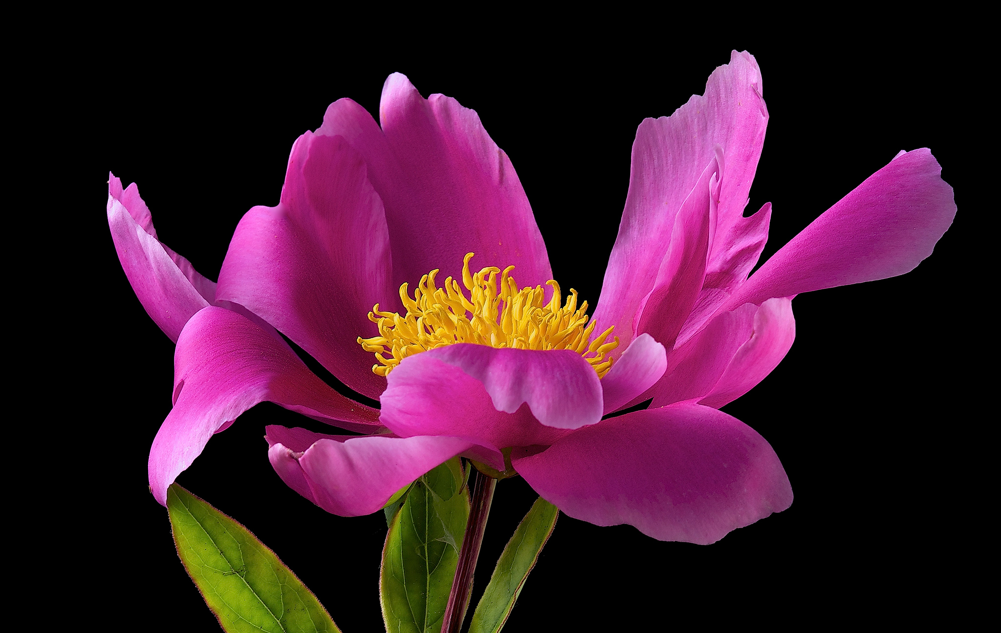 Free download wallpaper Flowers, Flower, Close Up, Earth, Pink Flower on your PC desktop