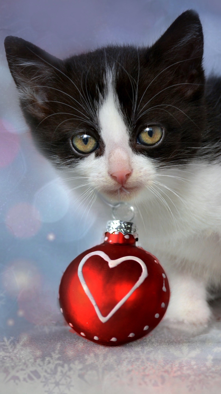 無料モバイル壁紙クリスマス, 子猫, 可愛い, 心臓, クリスマスオーナメント, ホリデー, 赤ちゃん動物をダウンロードします。
