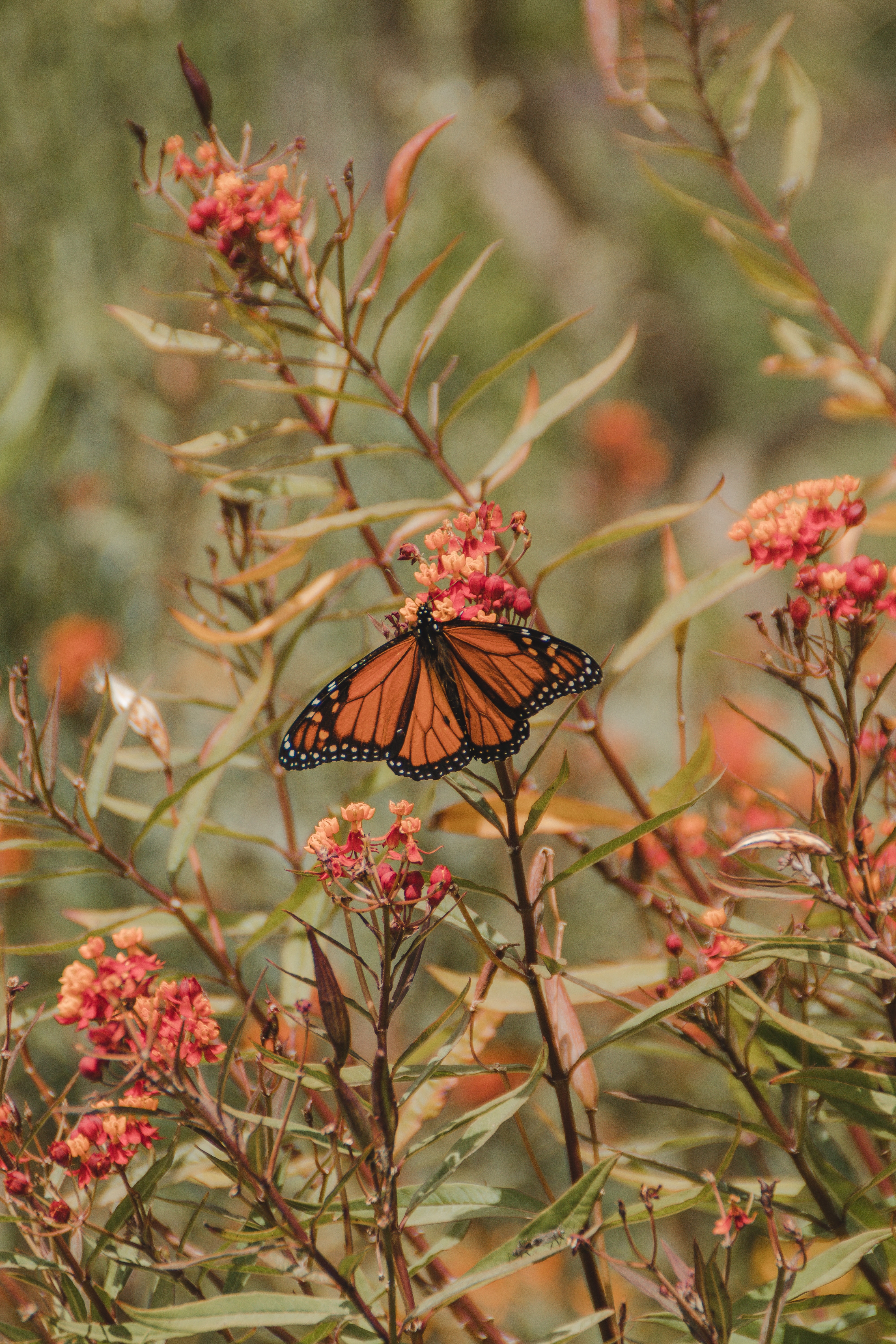 Laden Sie das Pflanzen, Insekt, Monarchfalter, Schmetterling Monarch, Blume, Schmetterling, Flügel, Tiere-Bild kostenlos auf Ihren PC-Desktop herunter