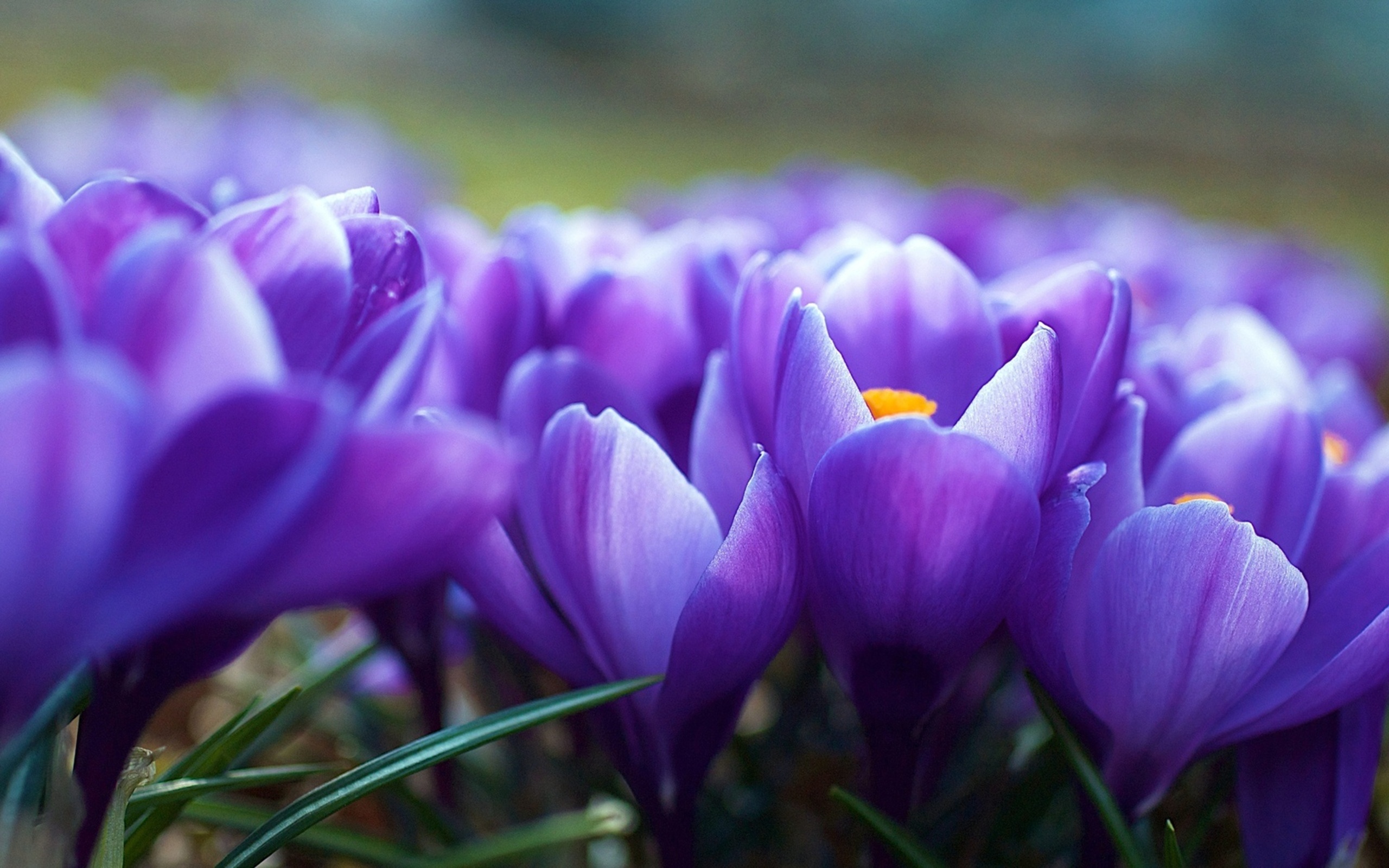 Free download wallpaper Flower, Earth, Crocus on your PC desktop