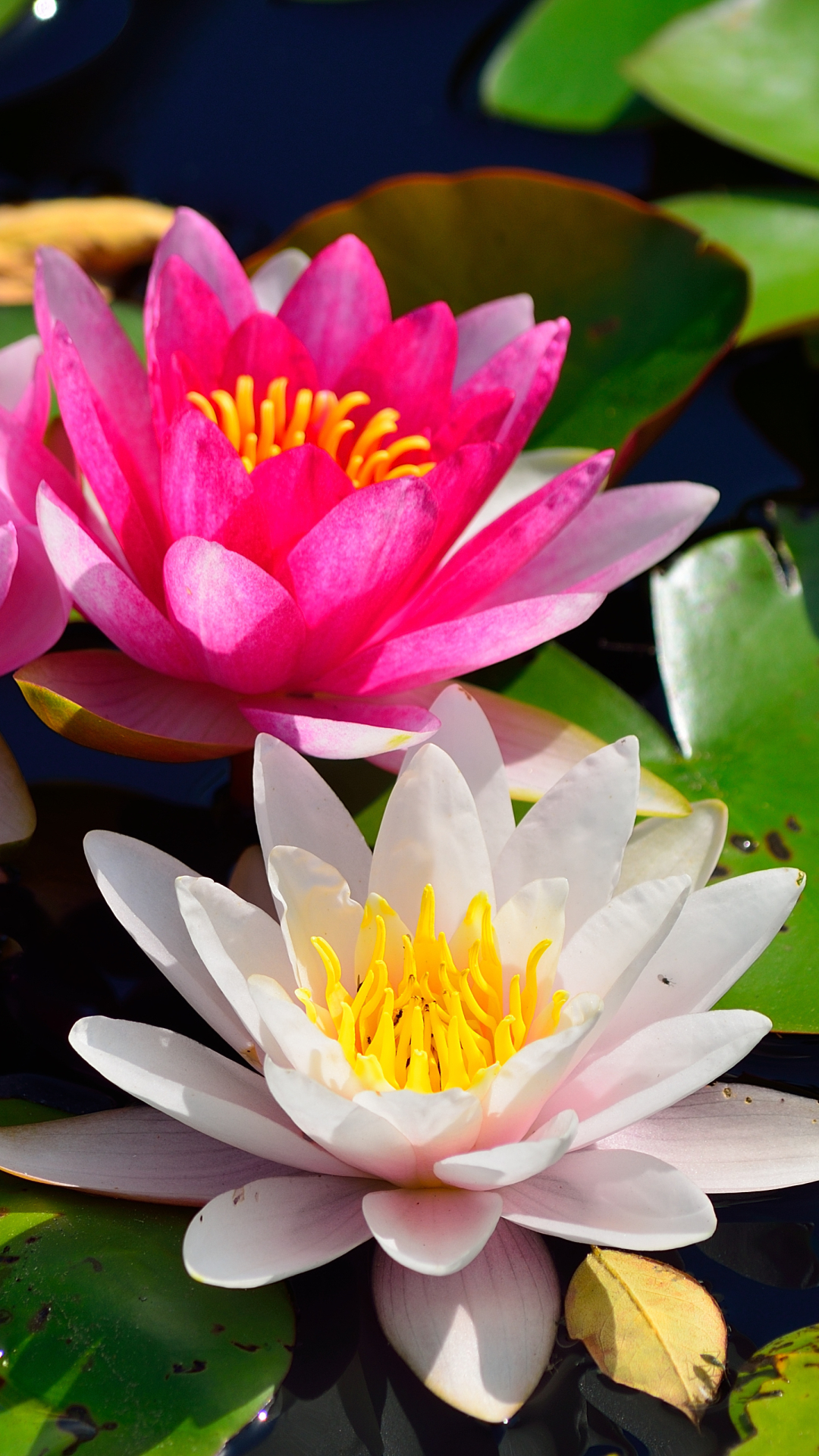 Download mobile wallpaper Flowers, Flower, Earth, Water Lily, White Flower, Pink Flower for free.