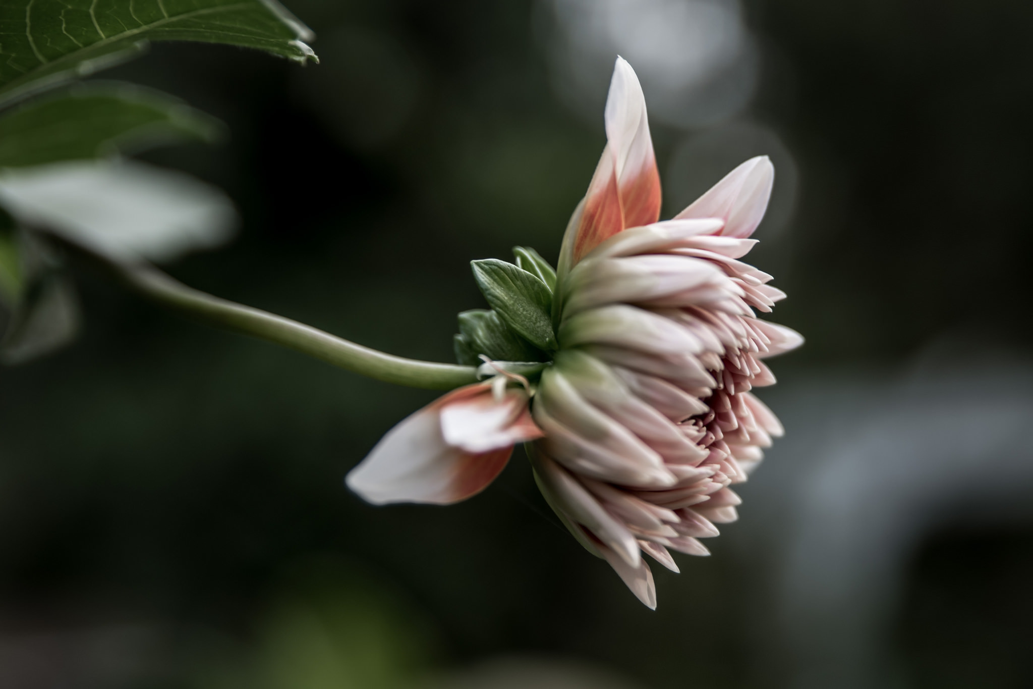 Free download wallpaper Flowers, Flower, Macro, Blur, Earth, Pink Flower on your PC desktop