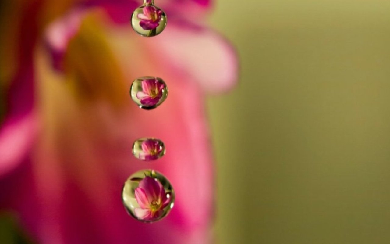 Download mobile wallpaper Drops, Flowers, Background for free.
