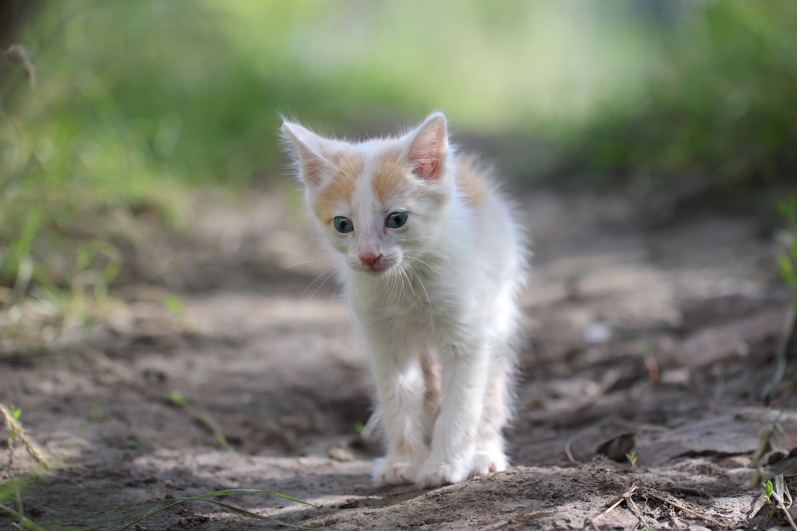 Скачати мобільні шпалери Кішка, Кошеня, Тварина, Коти, Дитинча Тварини безкоштовно.