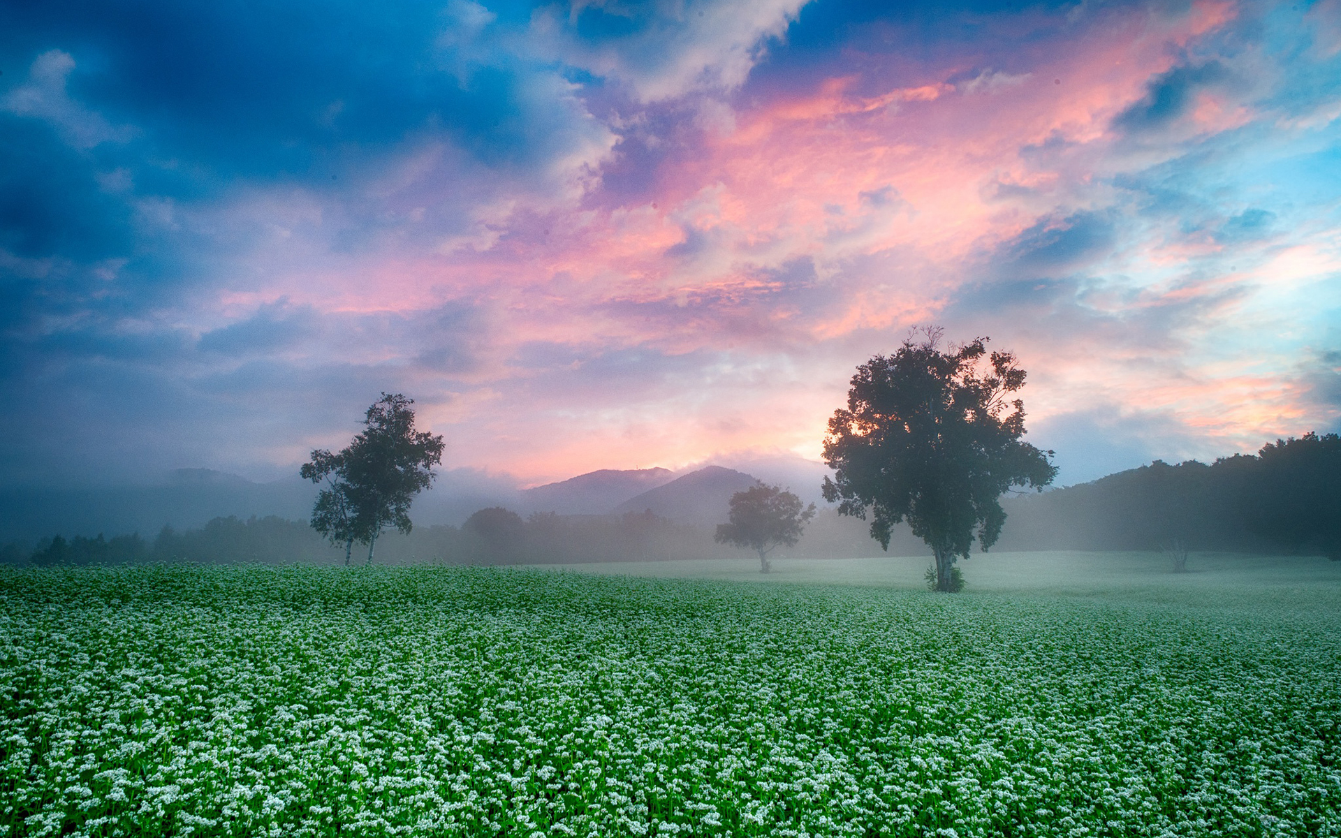 Free download wallpaper Landscape, Nature, Tree, Fog, Earth, Field on your PC desktop