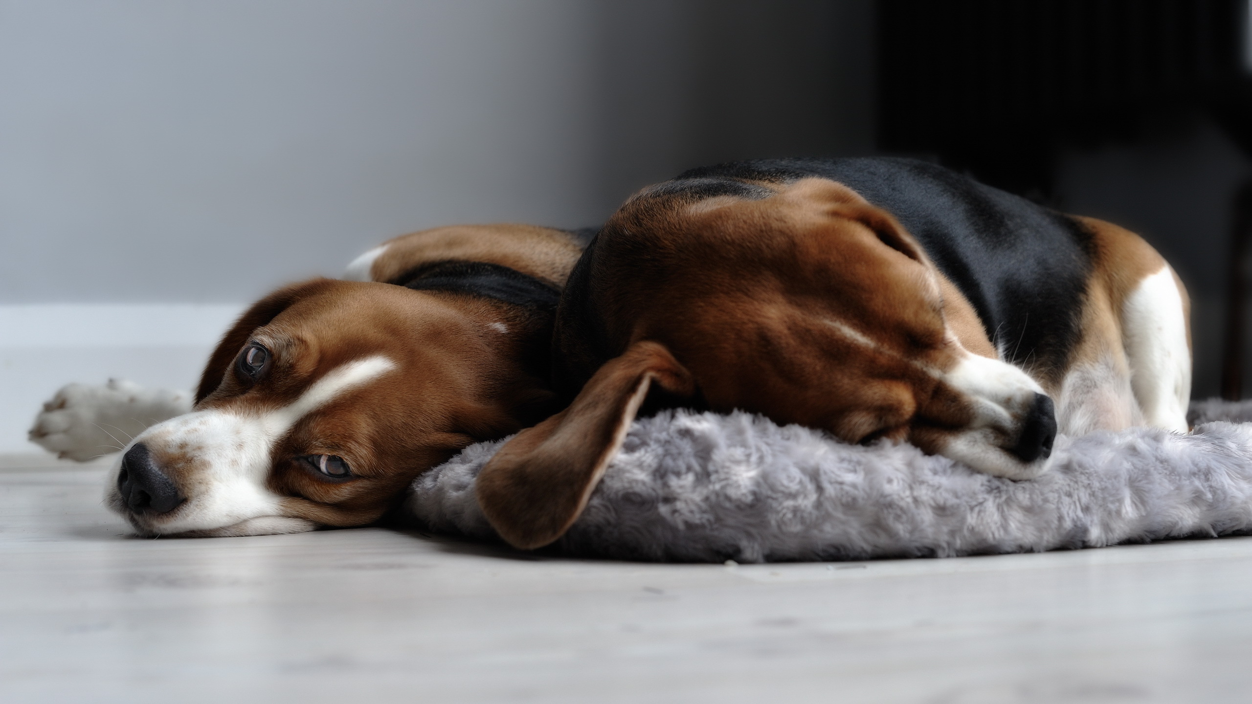 Download mobile wallpaper Beagle, Dogs, Dog, Animal for free.