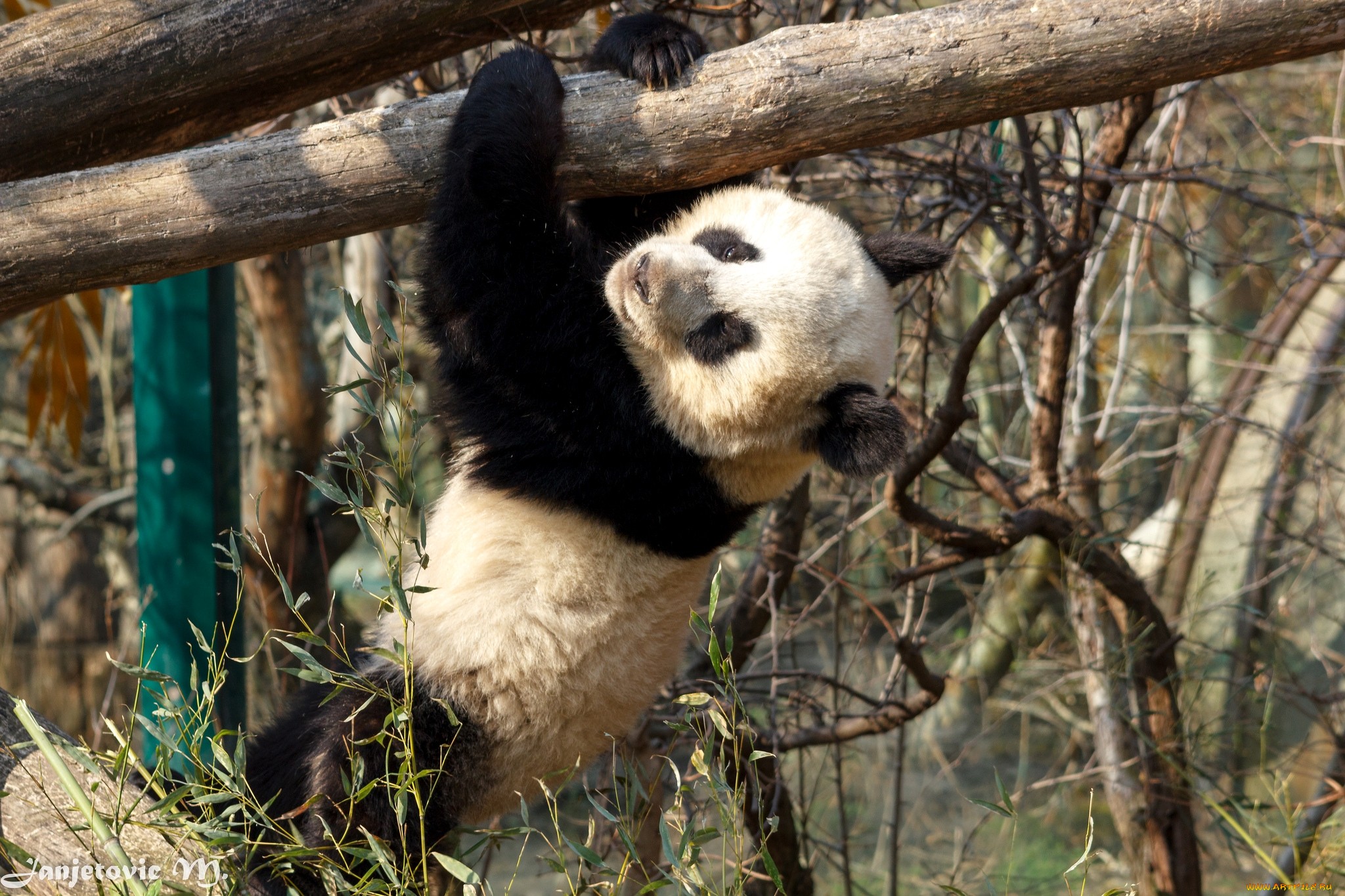 Handy-Wallpaper Tiere, Panda kostenlos herunterladen.