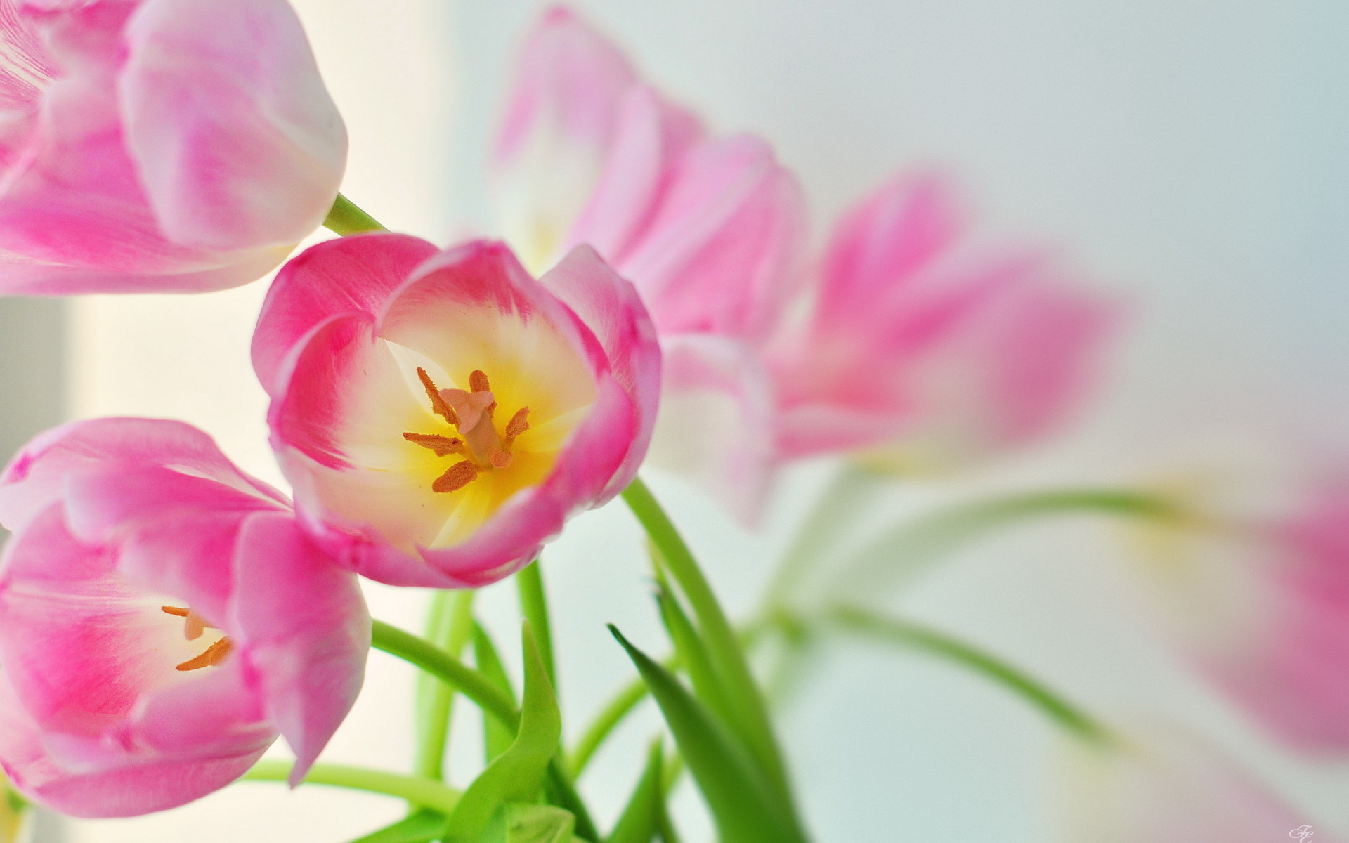 Téléchargez gratuitement l'image Fleurs, Fleur, Tulipe, Terre/nature sur le bureau de votre PC