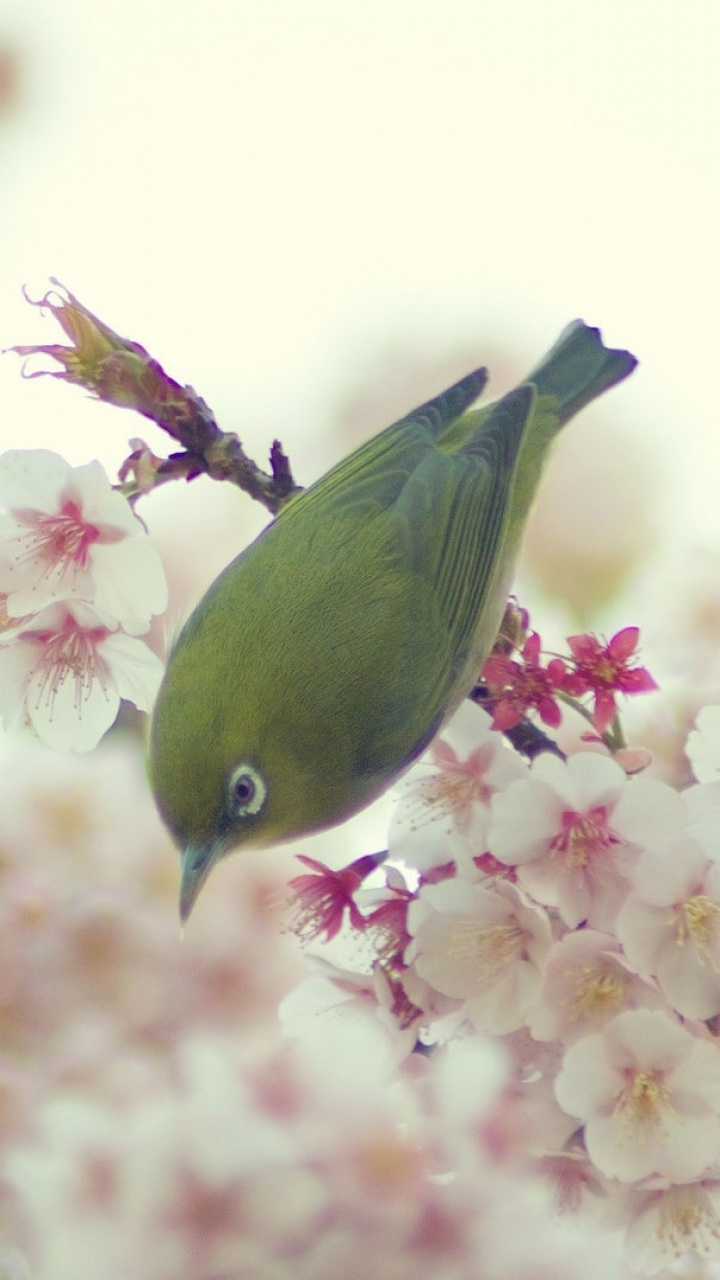 Descarga gratuita de fondo de pantalla para móvil de Animales, Aves, Ave.