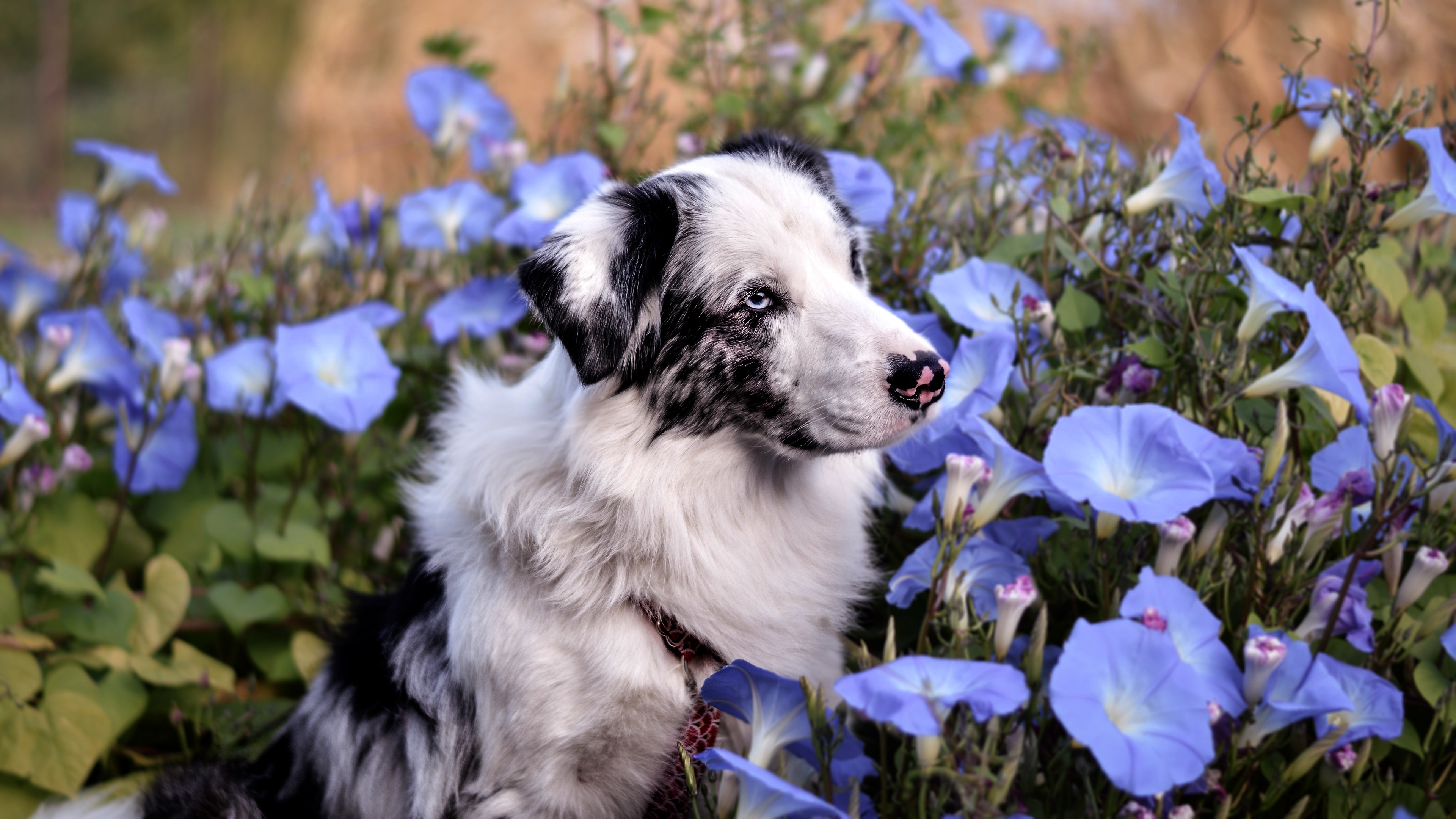 PCデスクトップに動物, 花, 犬, オーストラリアン シェパード画像を無料でダウンロード